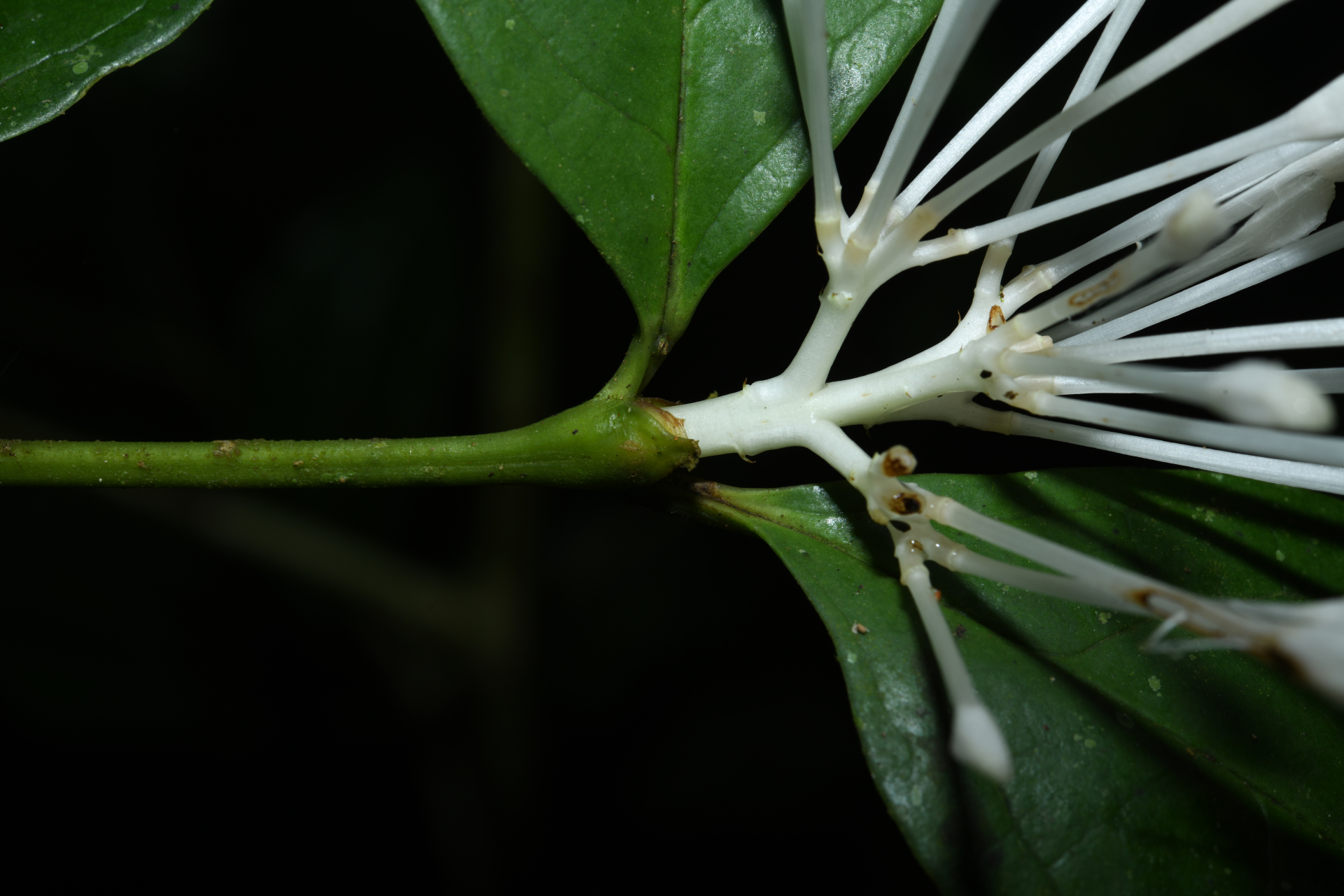 Rudgea graciliflora Standl. - Photo Bivouac Naturaliste