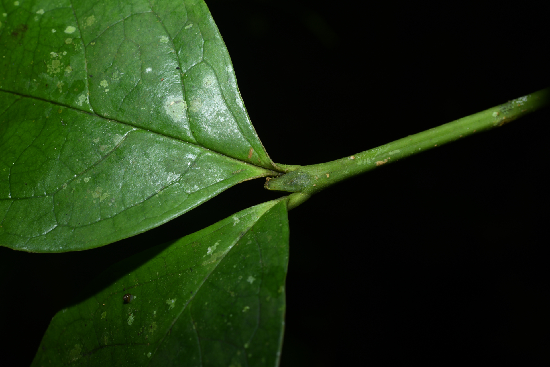 Rudgea graciliflora Standl. - Photo Bivouac Naturaliste