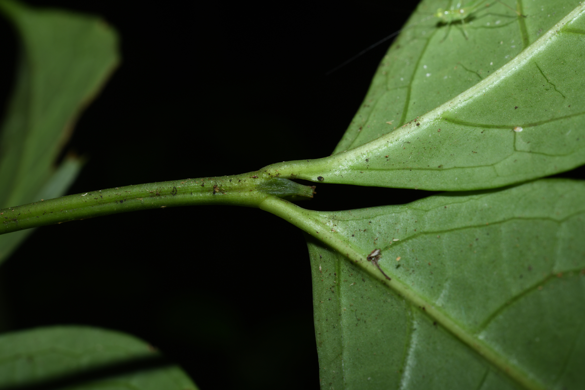 Rudgea graciliflora Standl. - Photo Bivouac Naturaliste