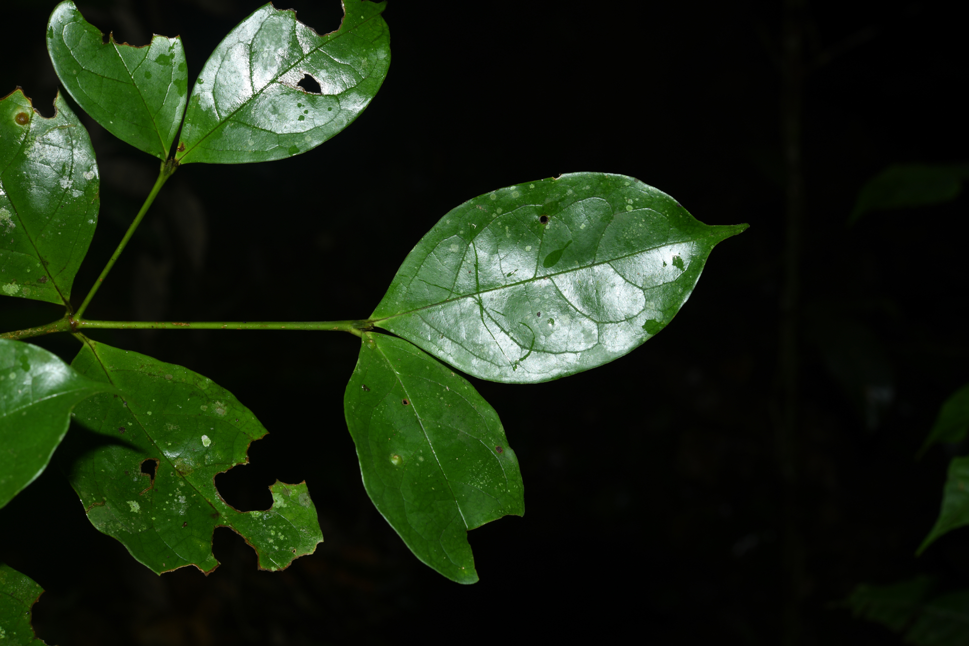 Rudgea graciliflora Standl. - Photo Bivouac Naturaliste