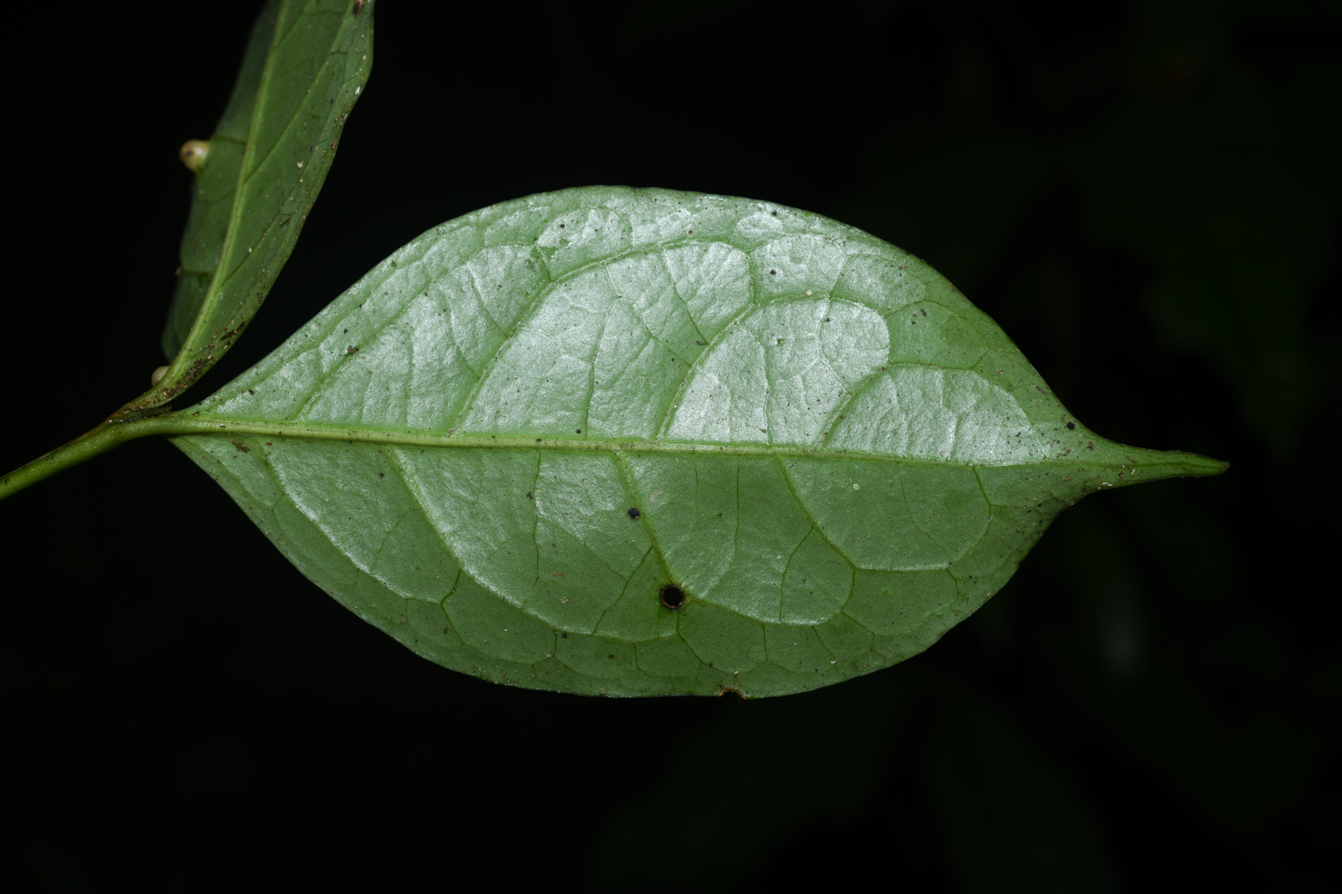 Rudgea graciliflora Standl. - Photo Bivouac Naturaliste