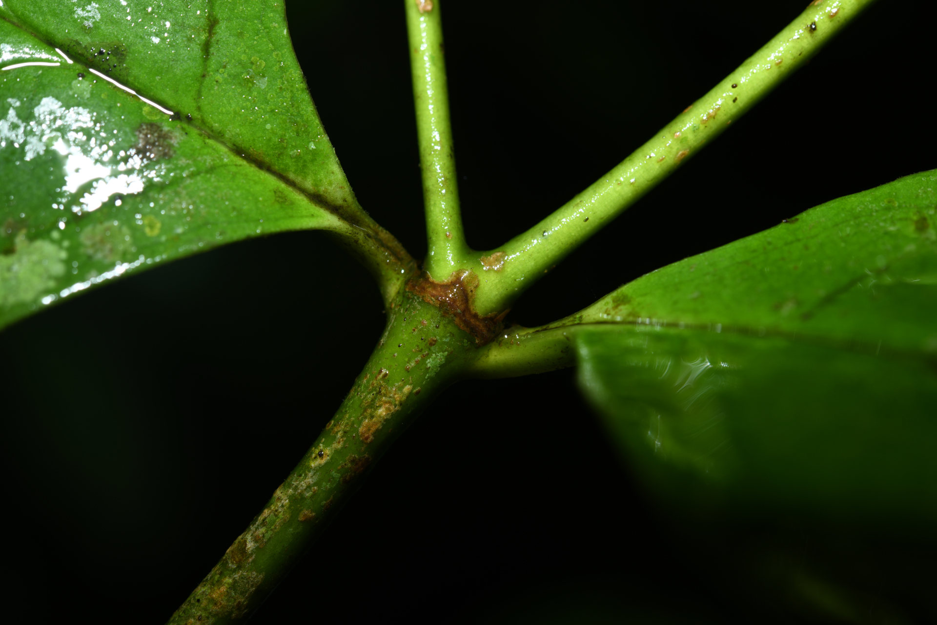 Rudgea graciliflora Standl. - Photo Bivouac Naturaliste