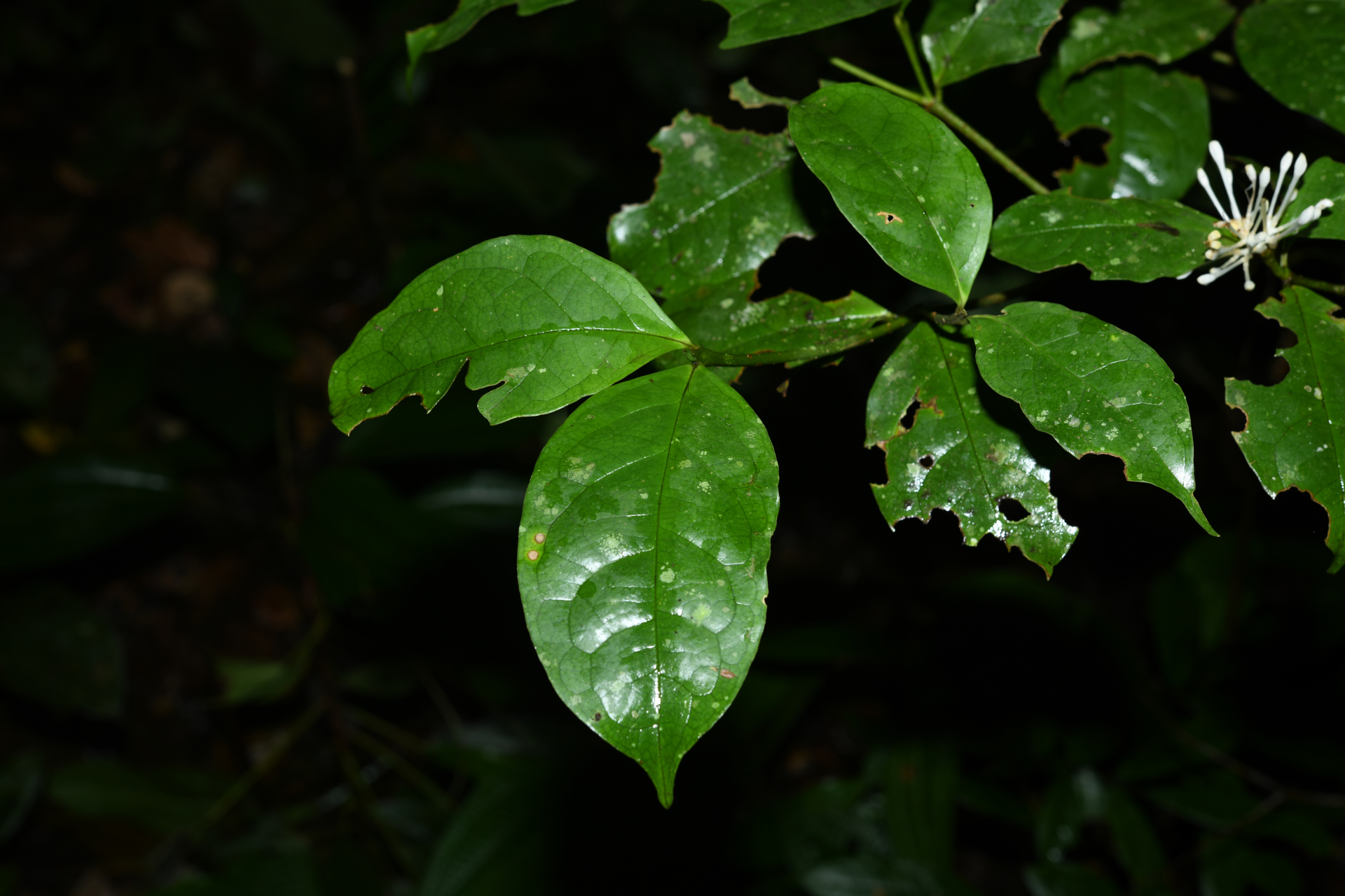Rudgea graciliflora Standl. - Photo Bivouac Naturaliste