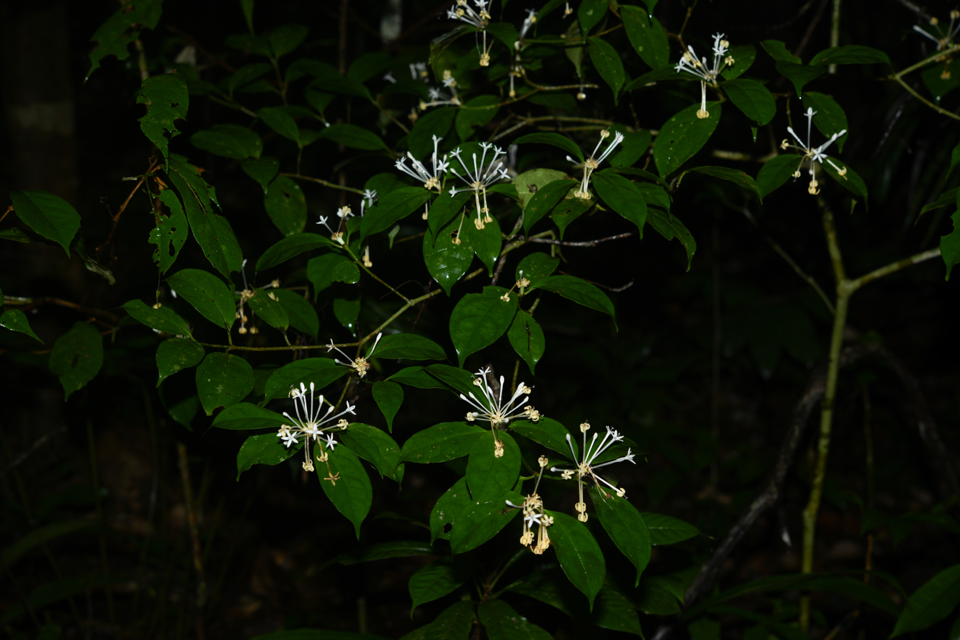 Rudgea graciliflora Standl. - Photo Bivouac Naturaliste