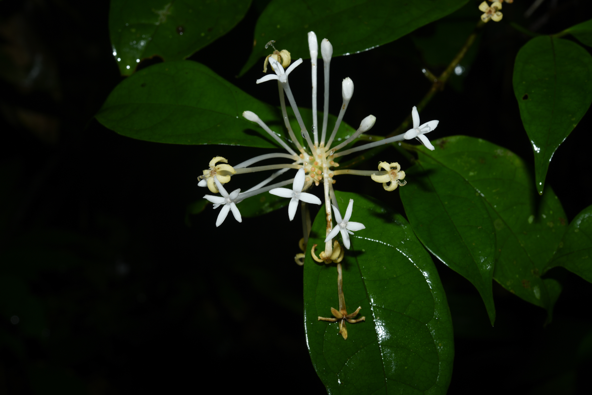 Rudgea graciliflora Standl. - Photo Bivouac Naturaliste