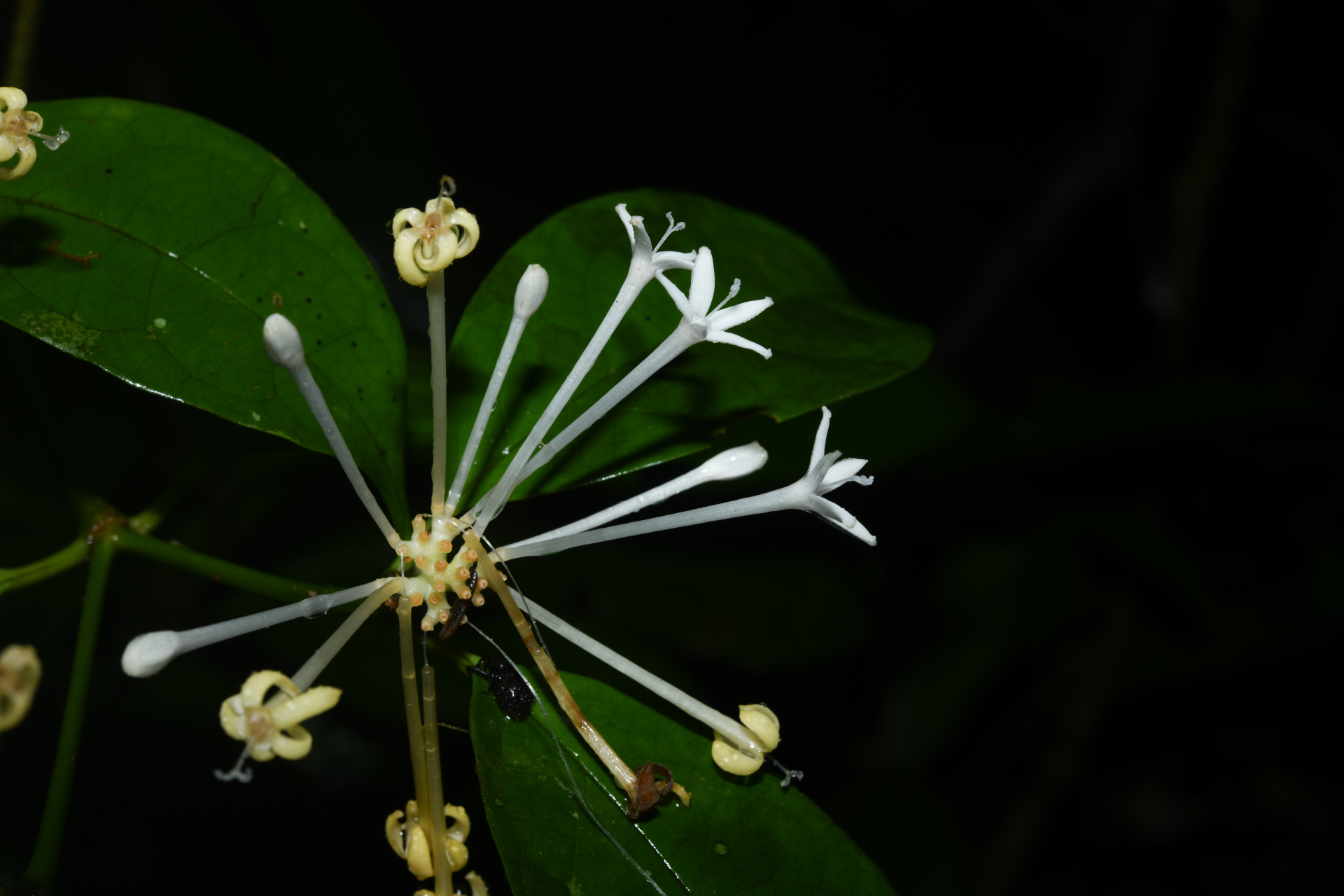 Rudgea graciliflora Standl. - Photo Bivouac Naturaliste