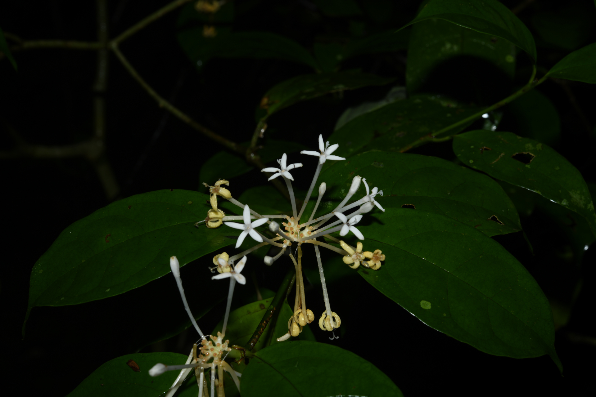 Rudgea graciliflora Standl. - Photo Bivouac Naturaliste