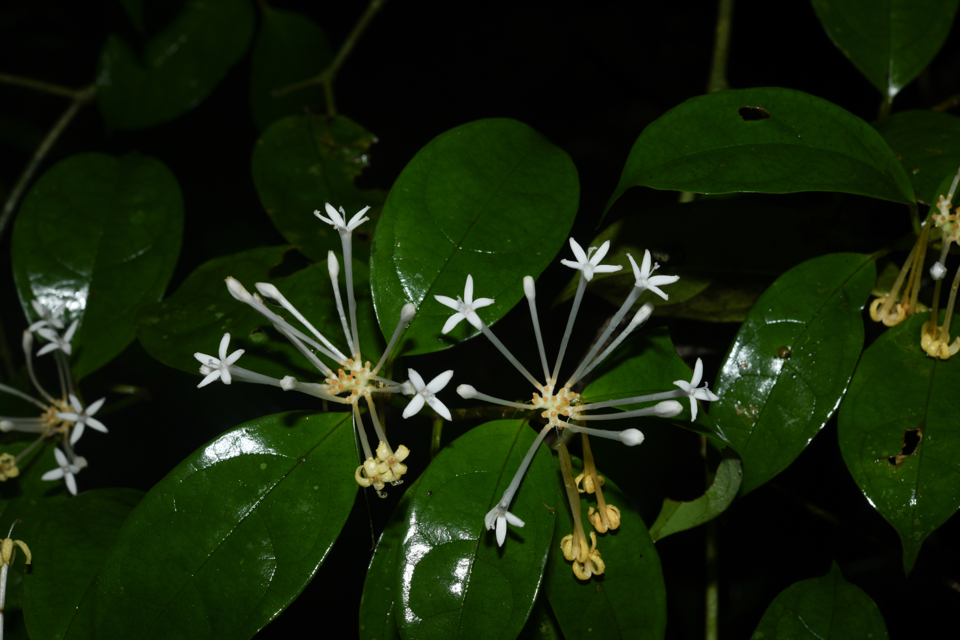 Rudgea graciliflora Standl. - Photo Bivouac Naturaliste