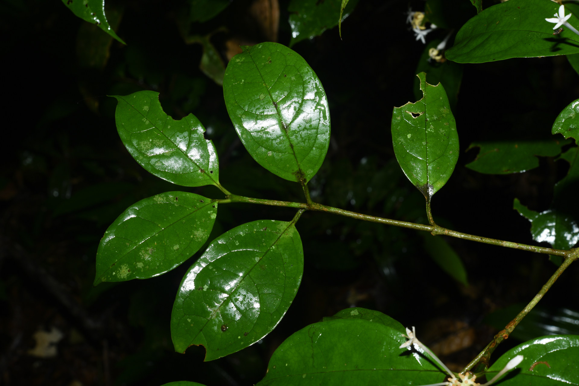 Rudgea graciliflora Standl. - Photo Bivouac Naturaliste