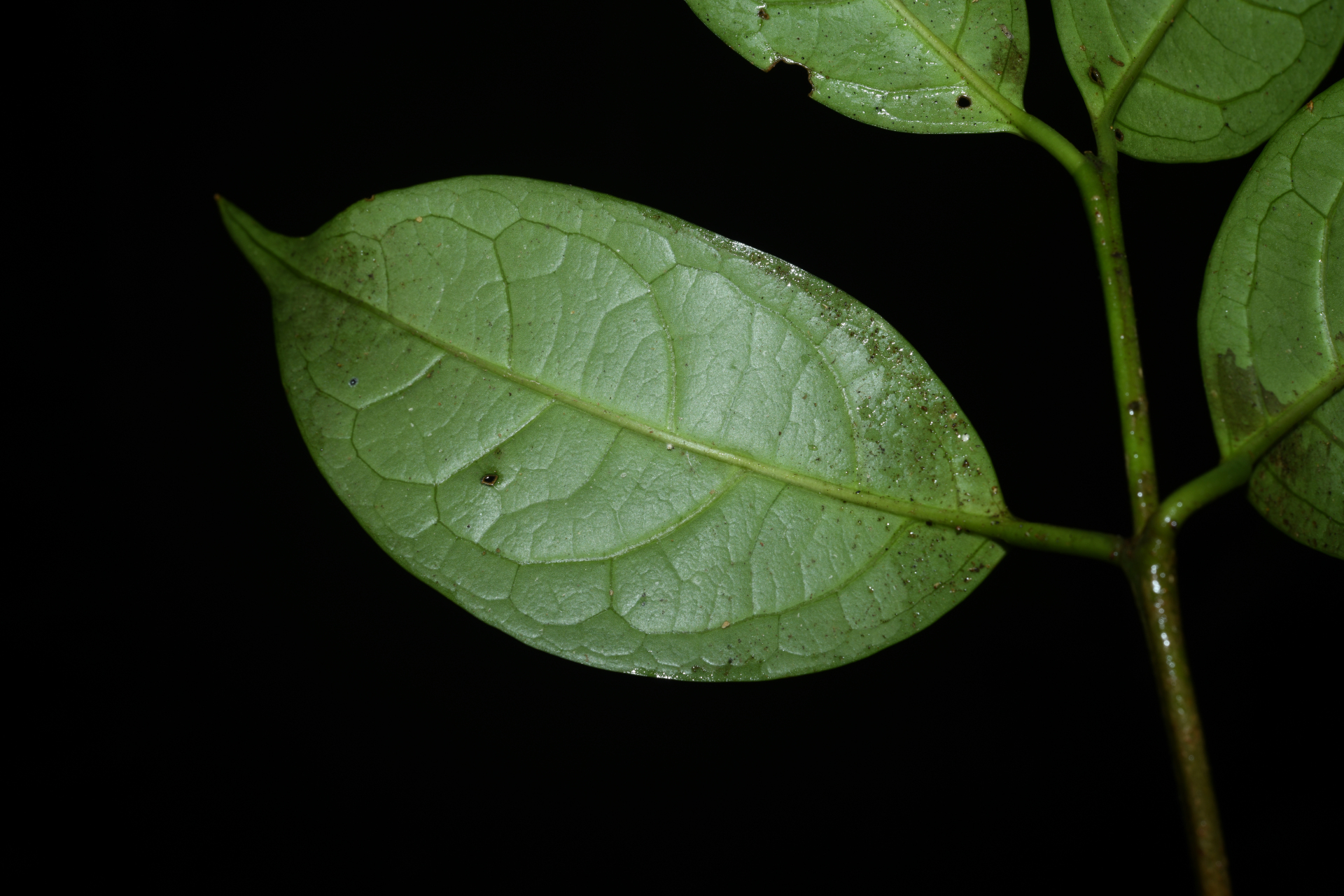 Rudgea graciliflora Standl. - Photo Bivouac Naturaliste