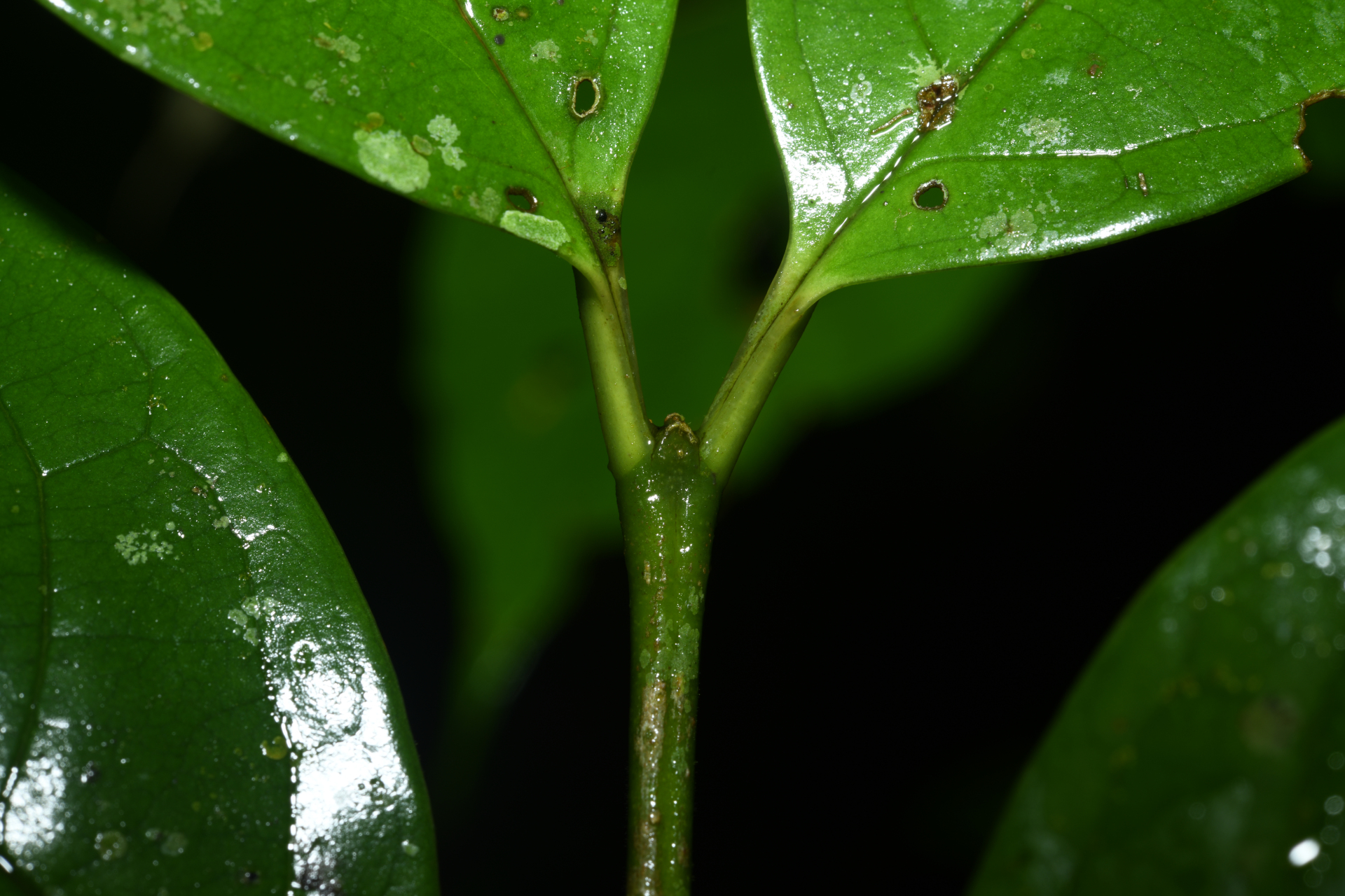 Rudgea graciliflora Standl. - Photo Bivouac Naturaliste