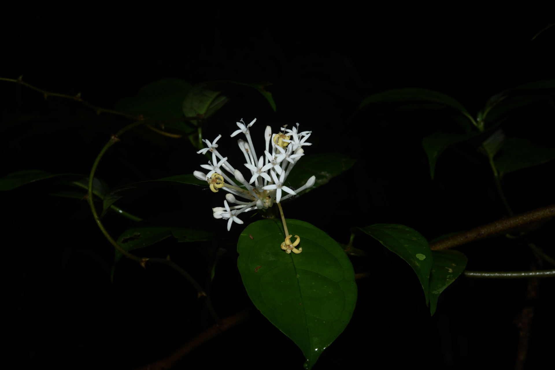 Rudgea graciliflora Standl. - Photo Bivouac Naturaliste