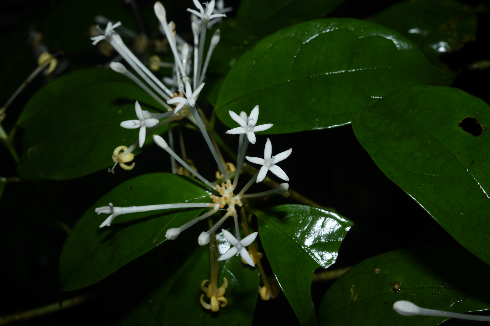 Rudgea graciliflora Standl. - Photo Bivouac Naturaliste