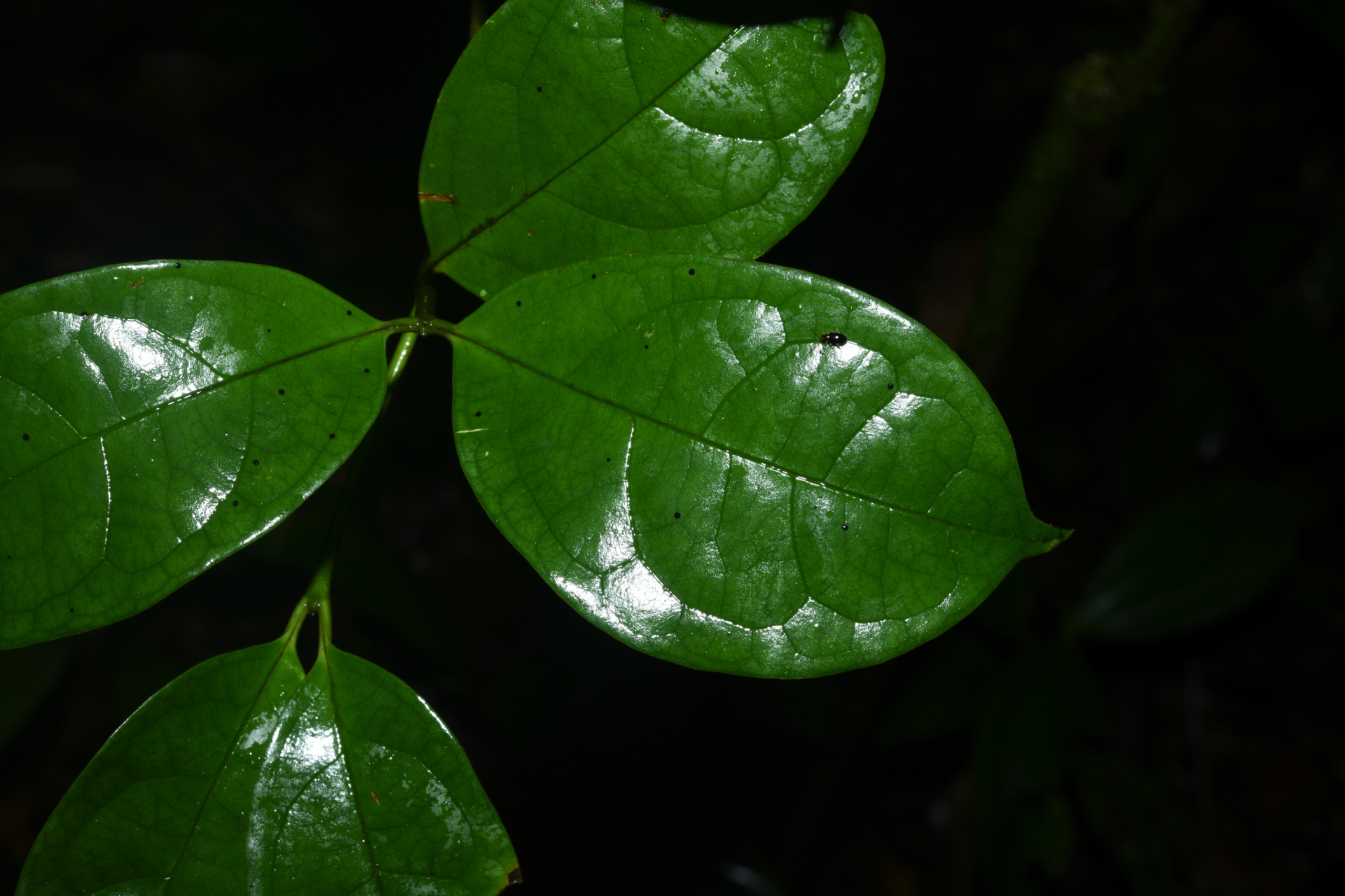 Rudgea graciliflora Standl. - Photo Bivouac Naturaliste