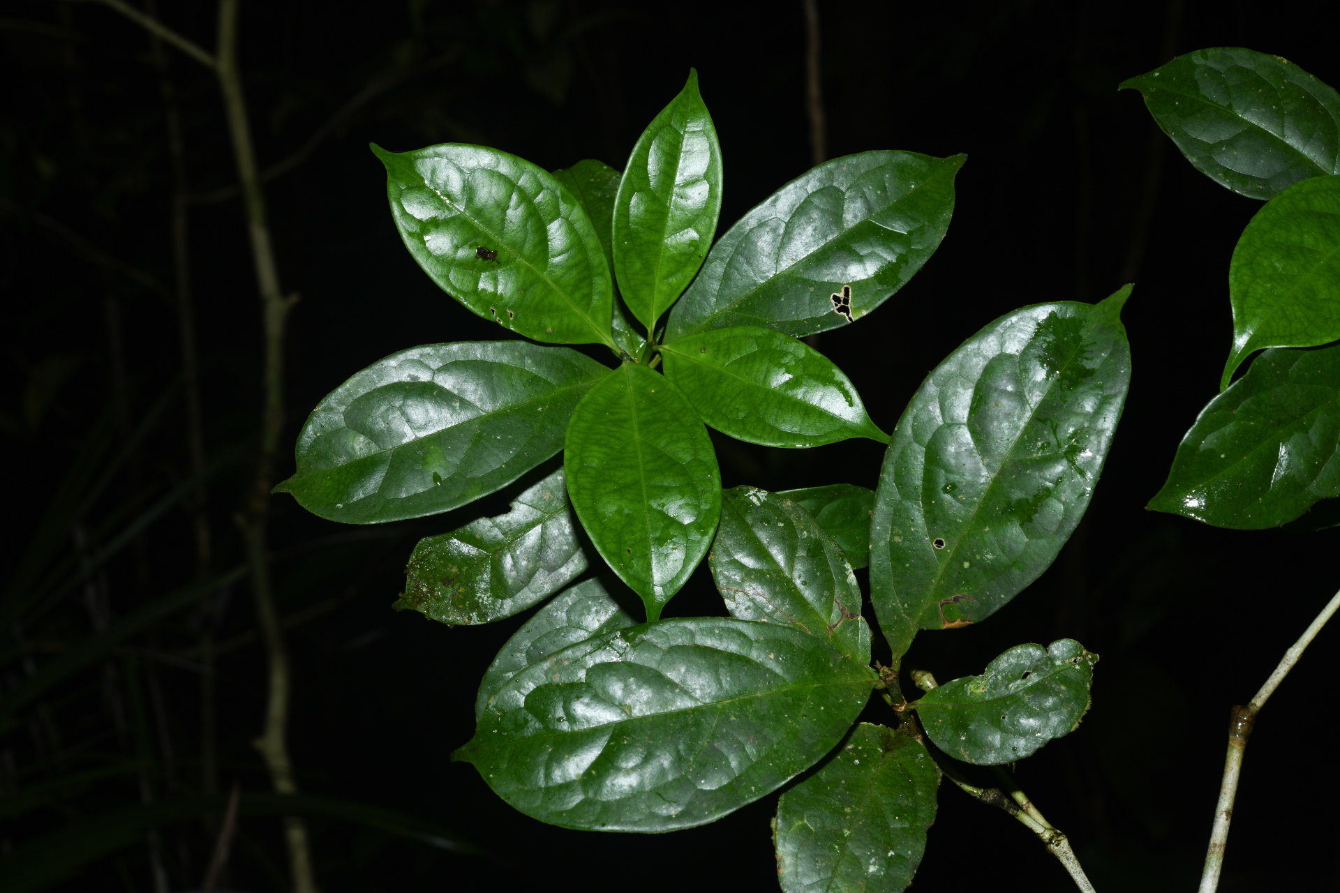 Rudgea graciliflora Standl. - Photo Bivouac Naturaliste