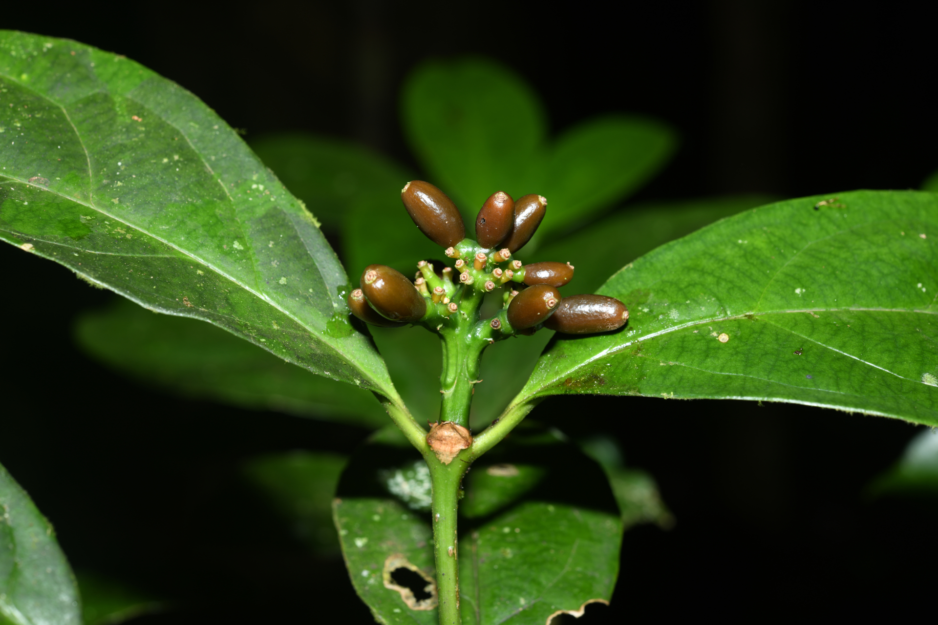 Rudgea graciliflora Standl. - Photo Bivouac Naturaliste