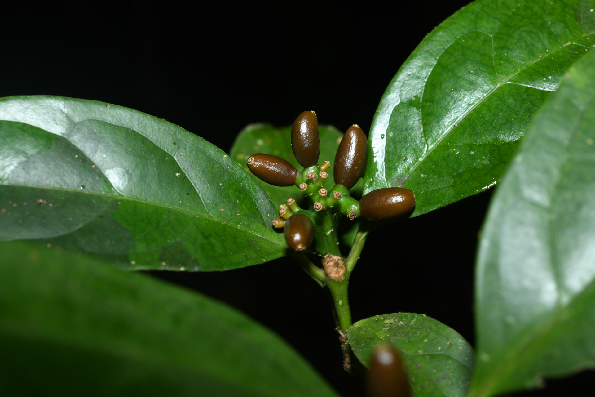 Rudgea graciliflora Standl. - Photo Bivouac Naturaliste