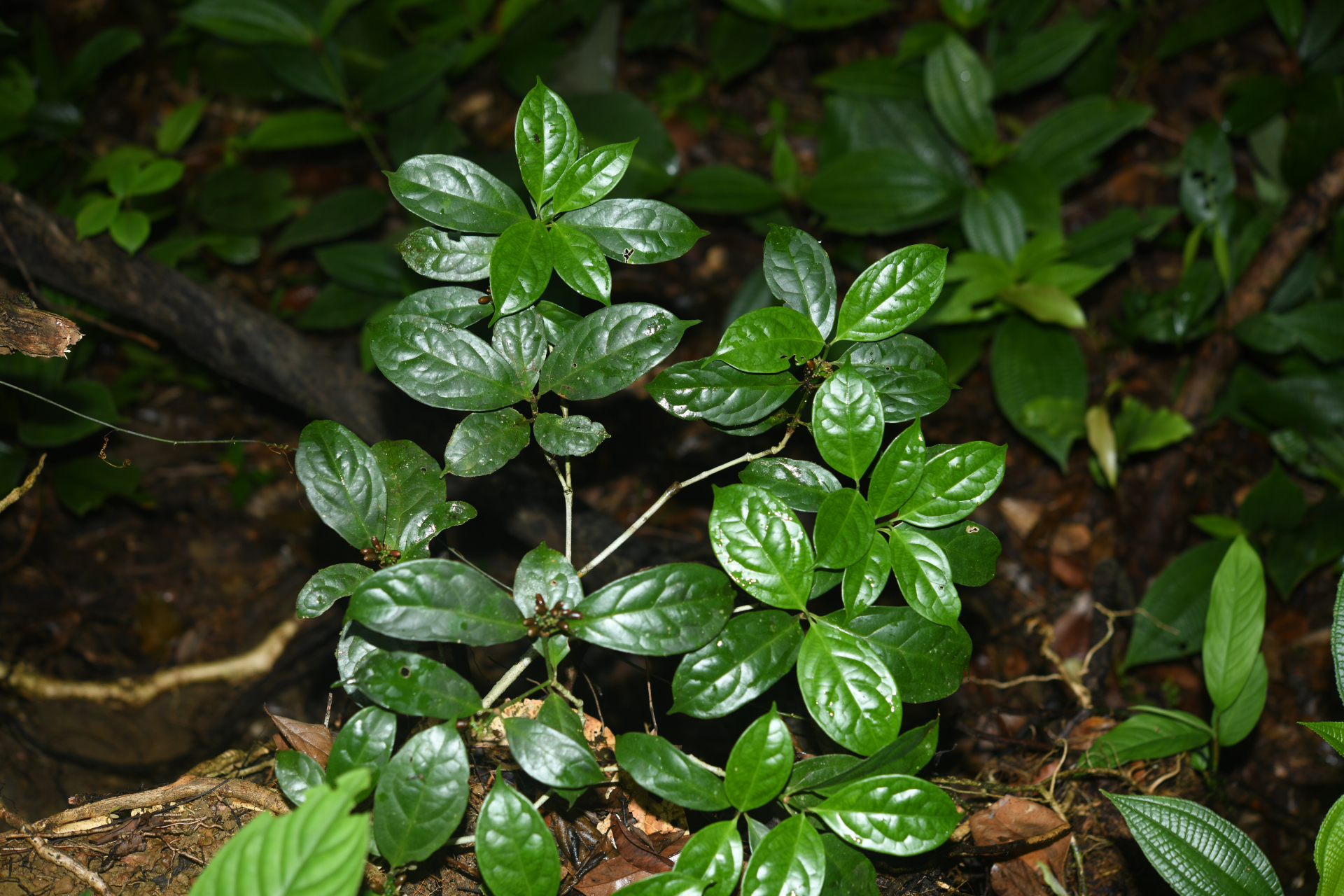 Rudgea graciliflora Standl. - Photo Bivouac Naturaliste