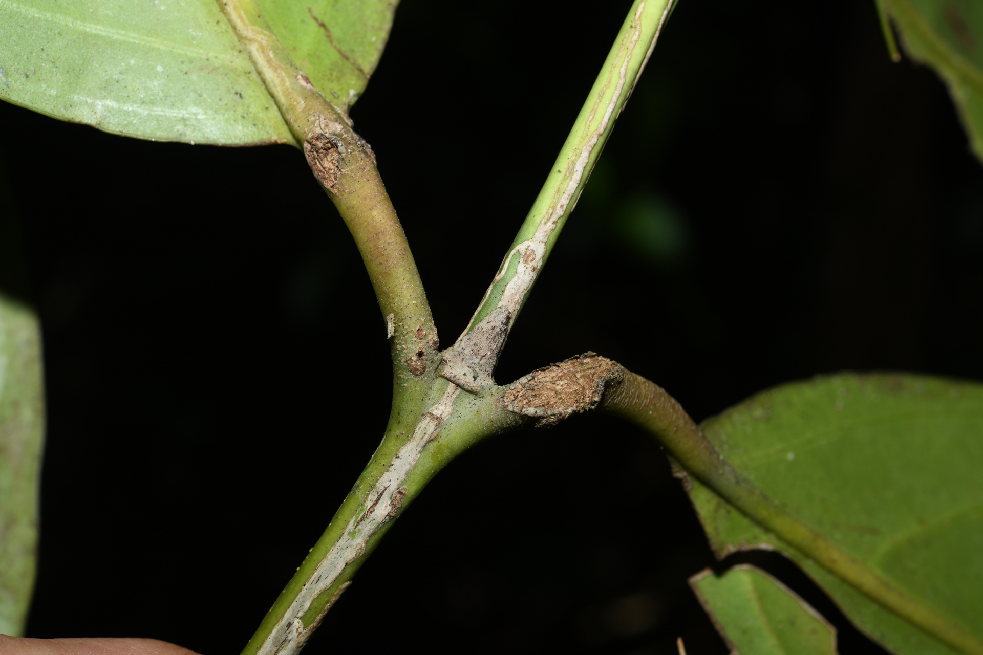 Rudgea hostmanniana subsp. hostmanniana - Photo Bivouac Naturaliste