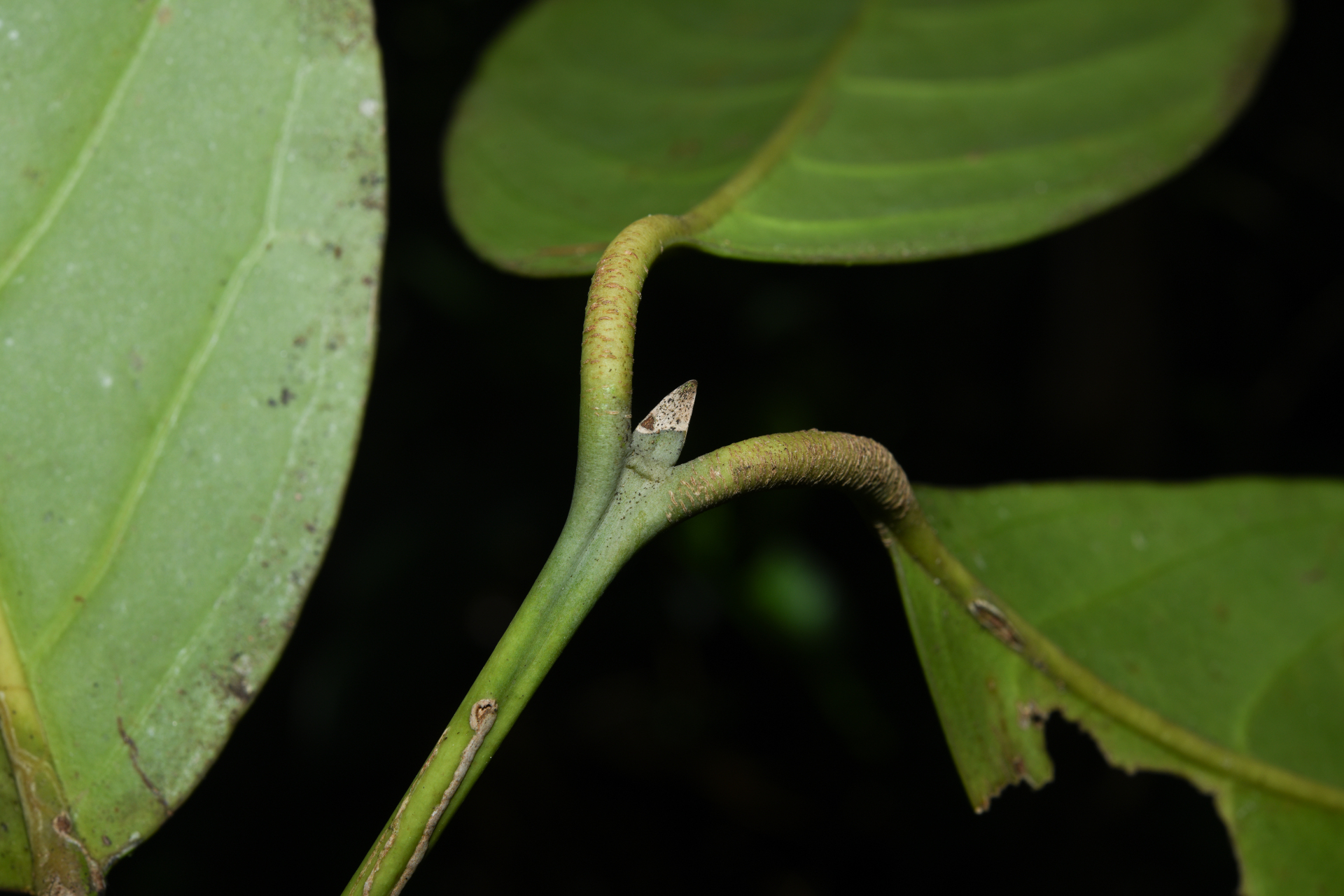 Rudgea hostmanniana subsp. hostmanniana - Photo Bivouac Naturaliste