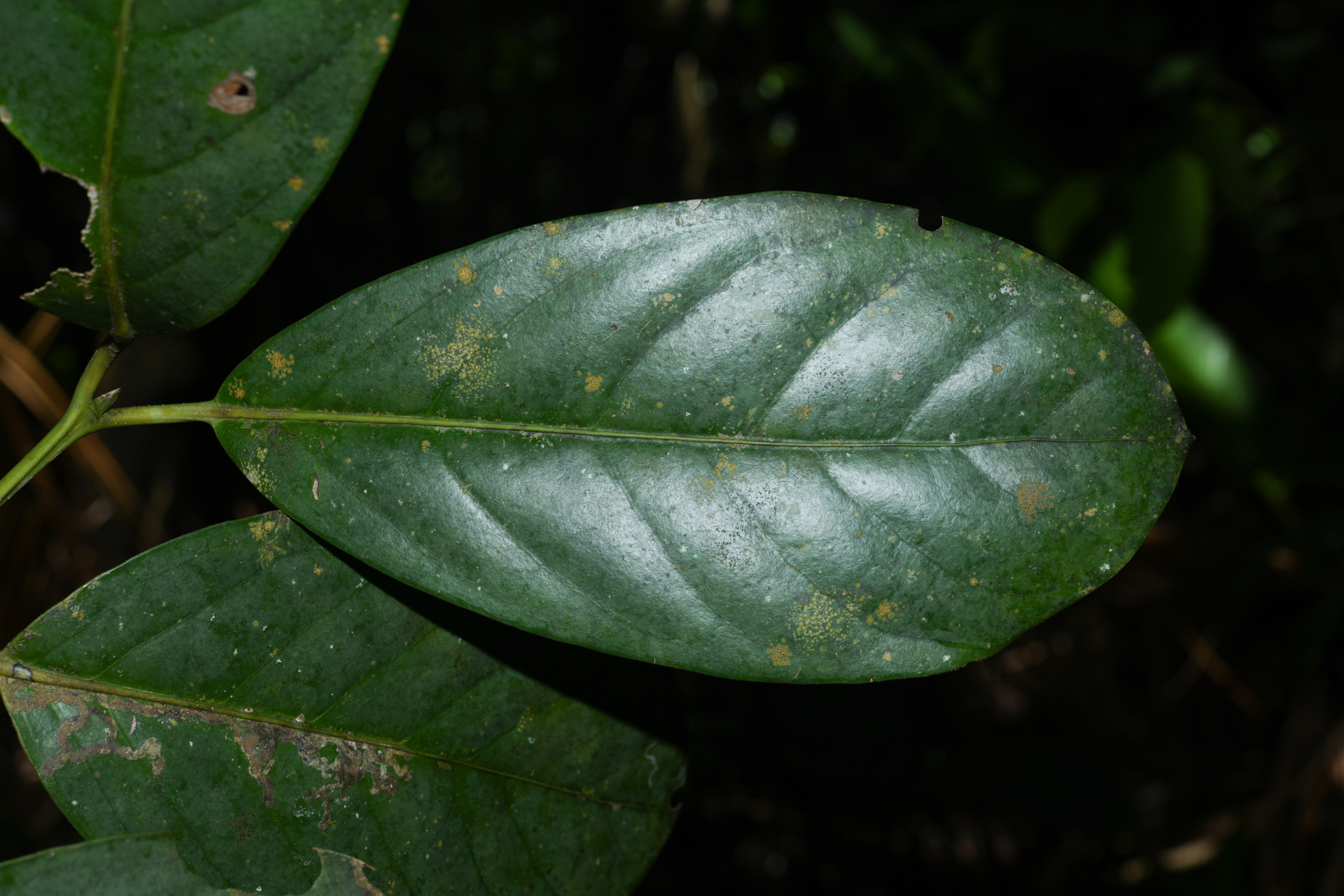 Rudgea hostmanniana subsp. hostmanniana - Photo Bivouac Naturaliste