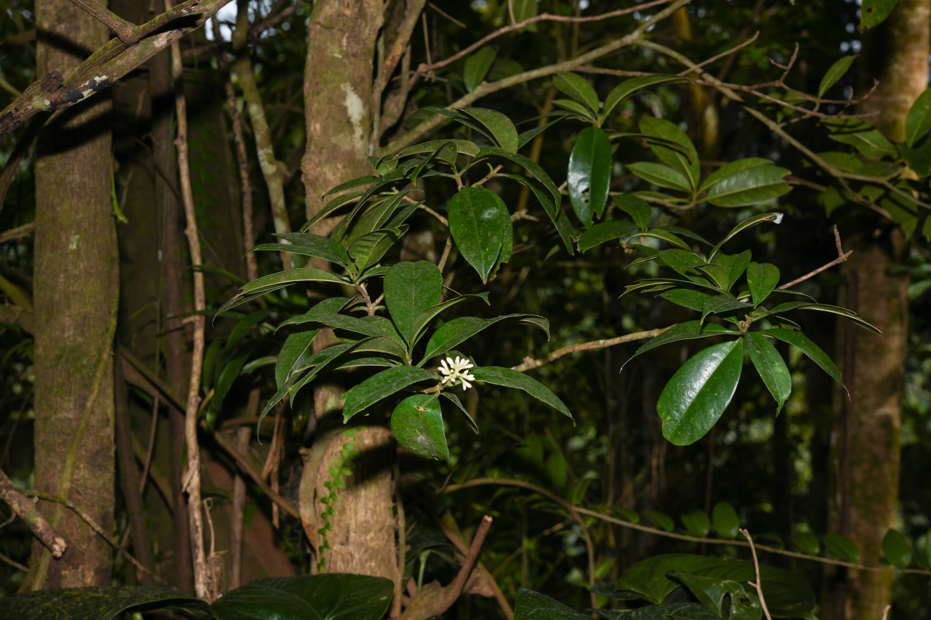 Rudgea citrifolia (Sw.) K.Schum. - Photo Bivouac Naturaliste
