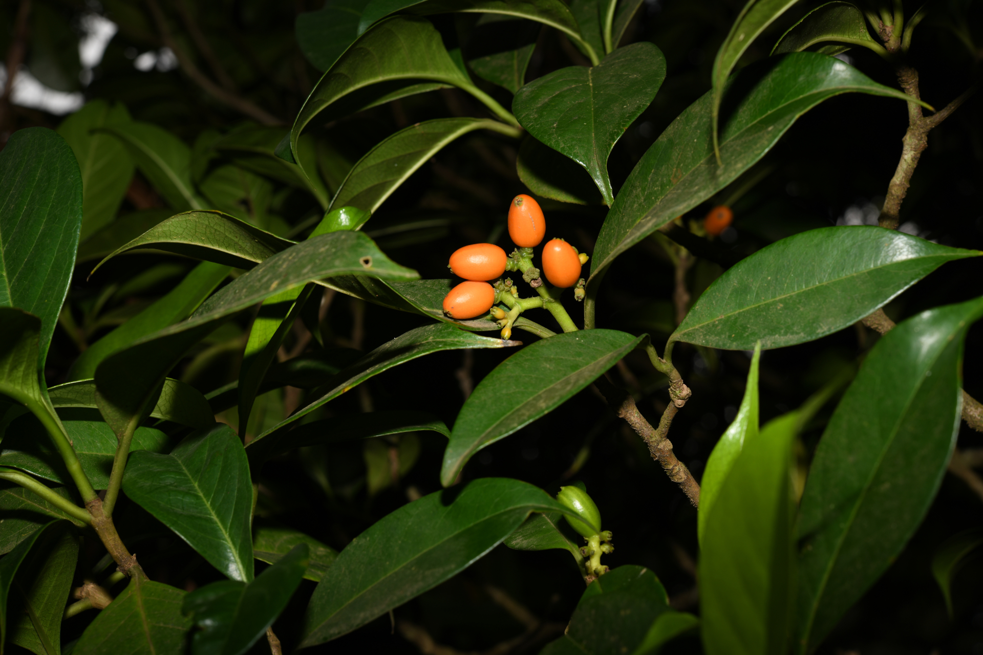 Rudgea citrifolia (Sw.) K.Schum. - Photo Bivouac Naturaliste