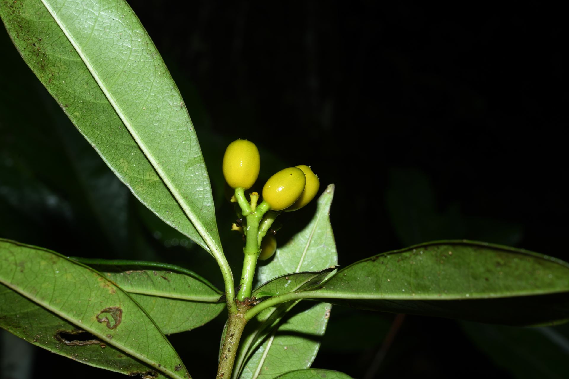 Rudgea citrifolia (Sw.) K.Schum. - Photo Bivouac Naturaliste
