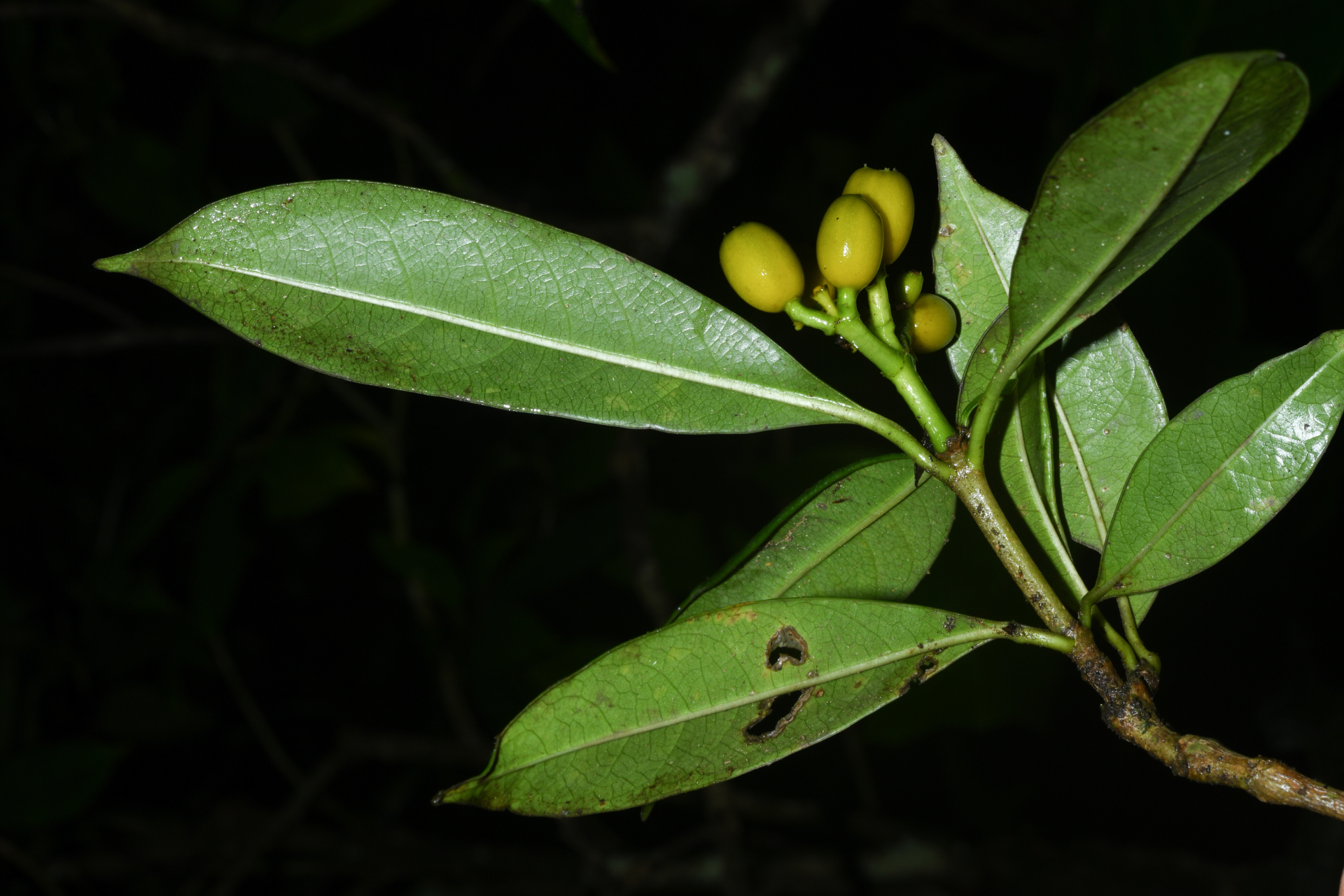 Rudgea citrifolia (Sw.) K.Schum. - Photo Bivouac Naturaliste