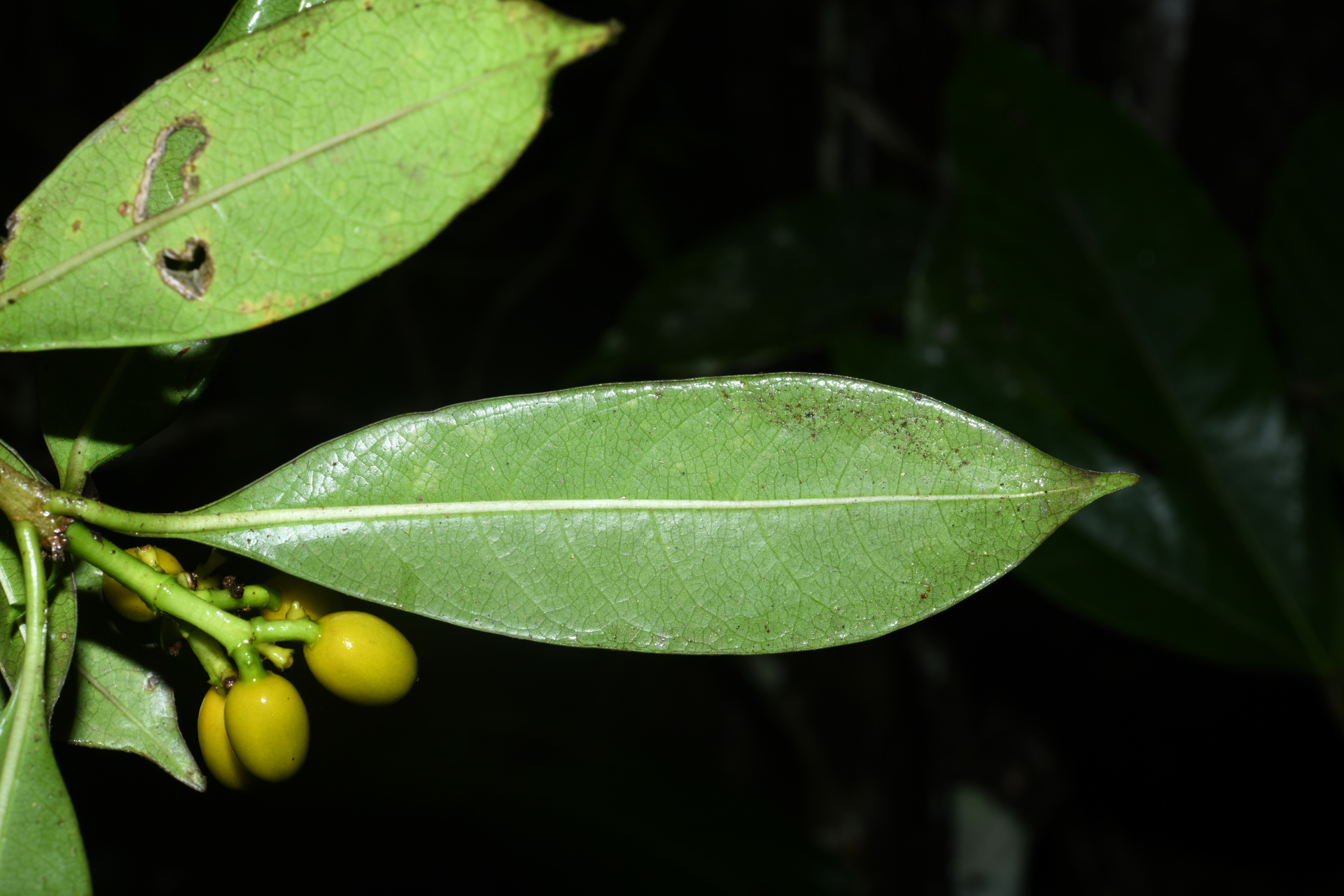 Rudgea citrifolia (Sw.) K.Schum. - Photo Bivouac Naturaliste