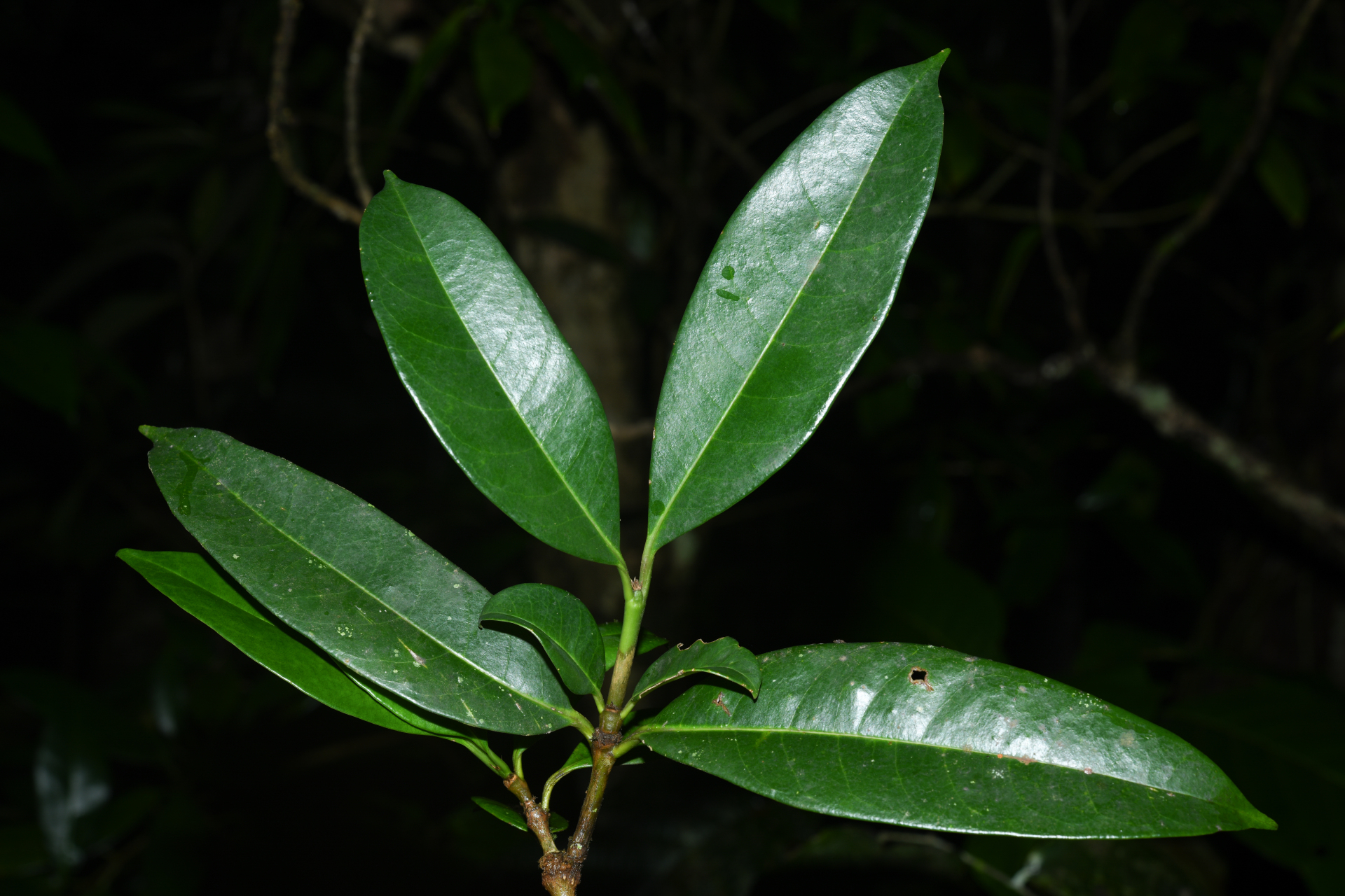 Rudgea citrifolia (Sw.) K.Schum. - Photo Bivouac Naturaliste