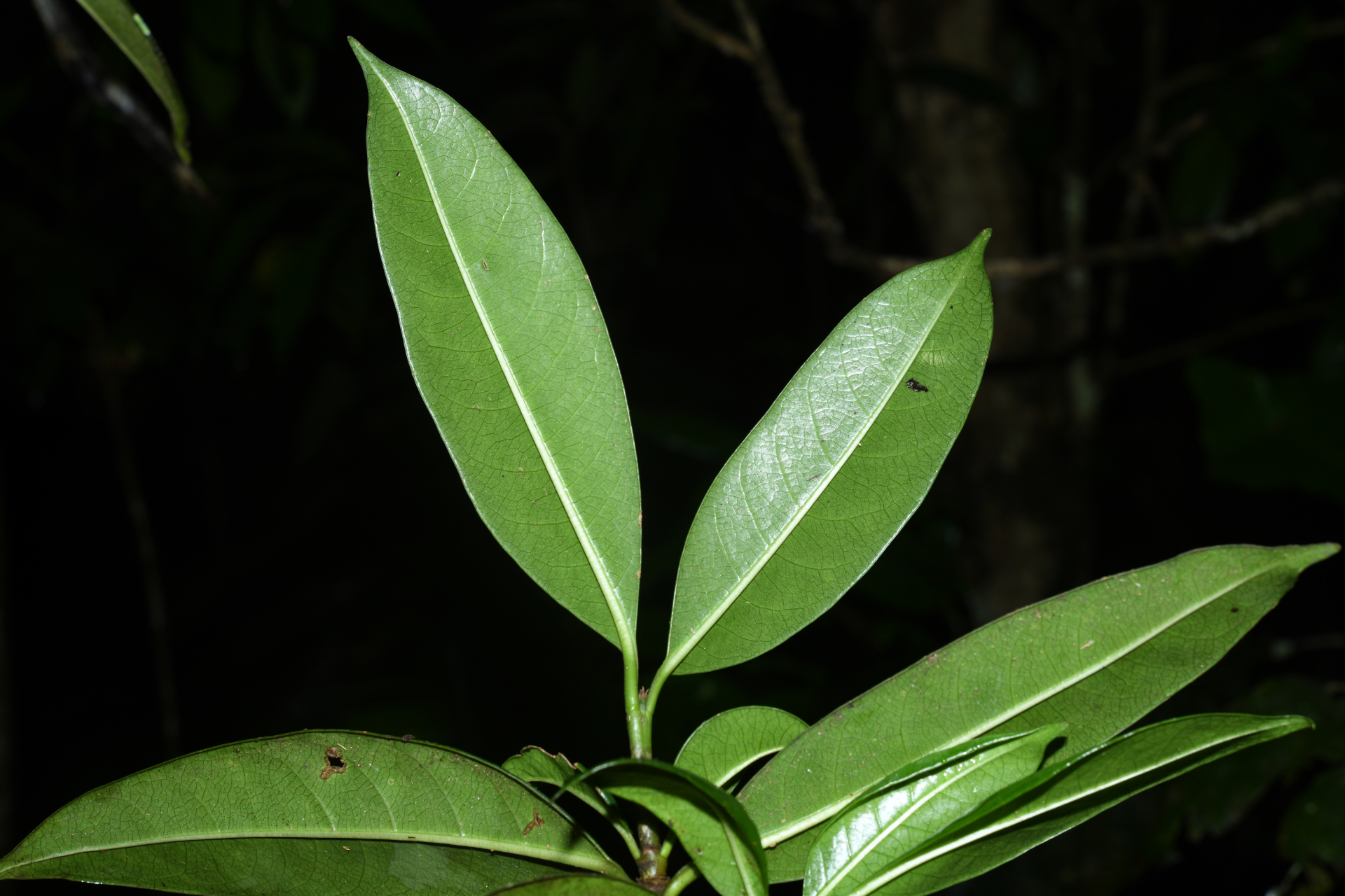 Rudgea citrifolia (Sw.) K.Schum. - Photo Bivouac Naturaliste