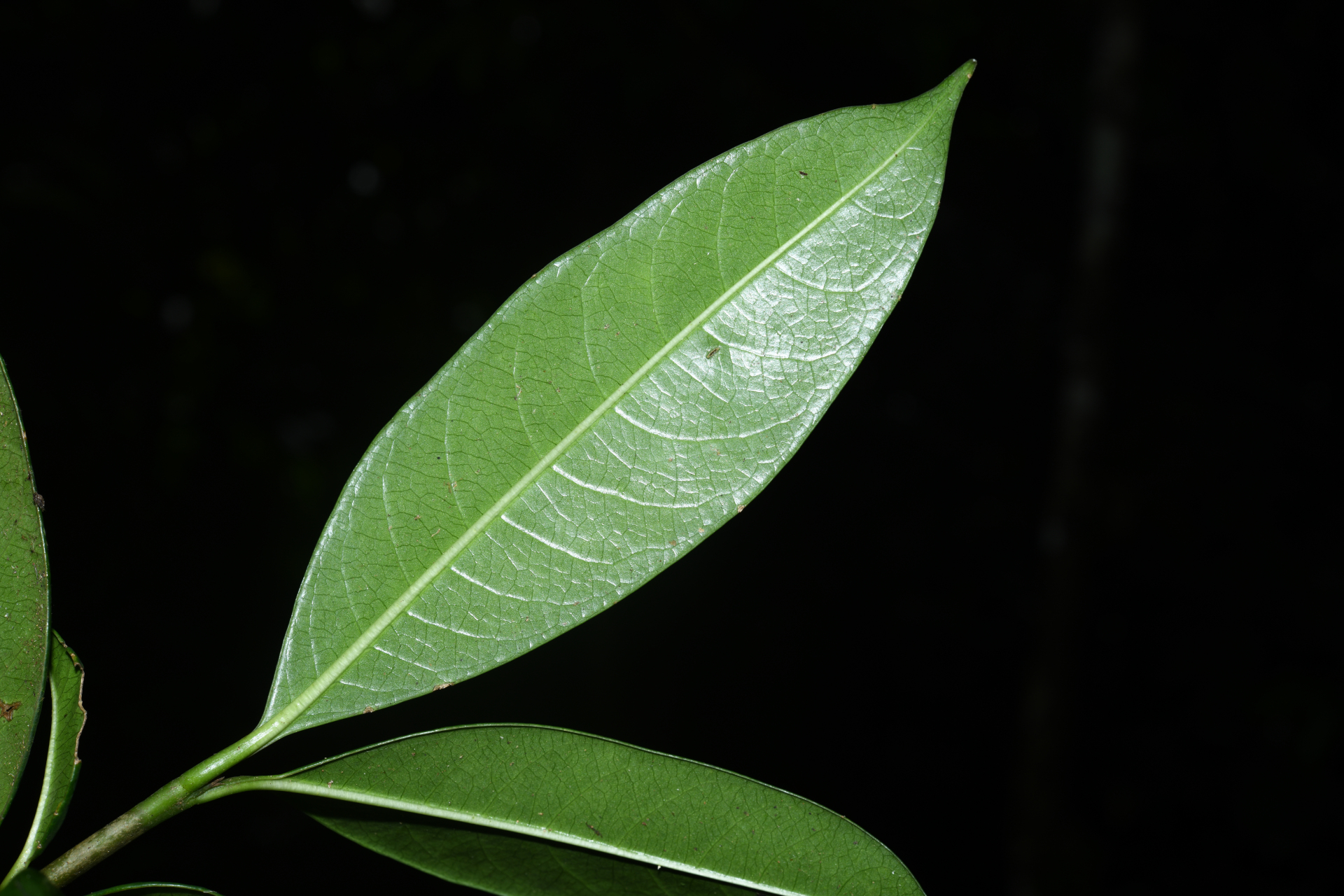 Rudgea citrifolia (Sw.) K.Schum. - Photo Bivouac Naturaliste