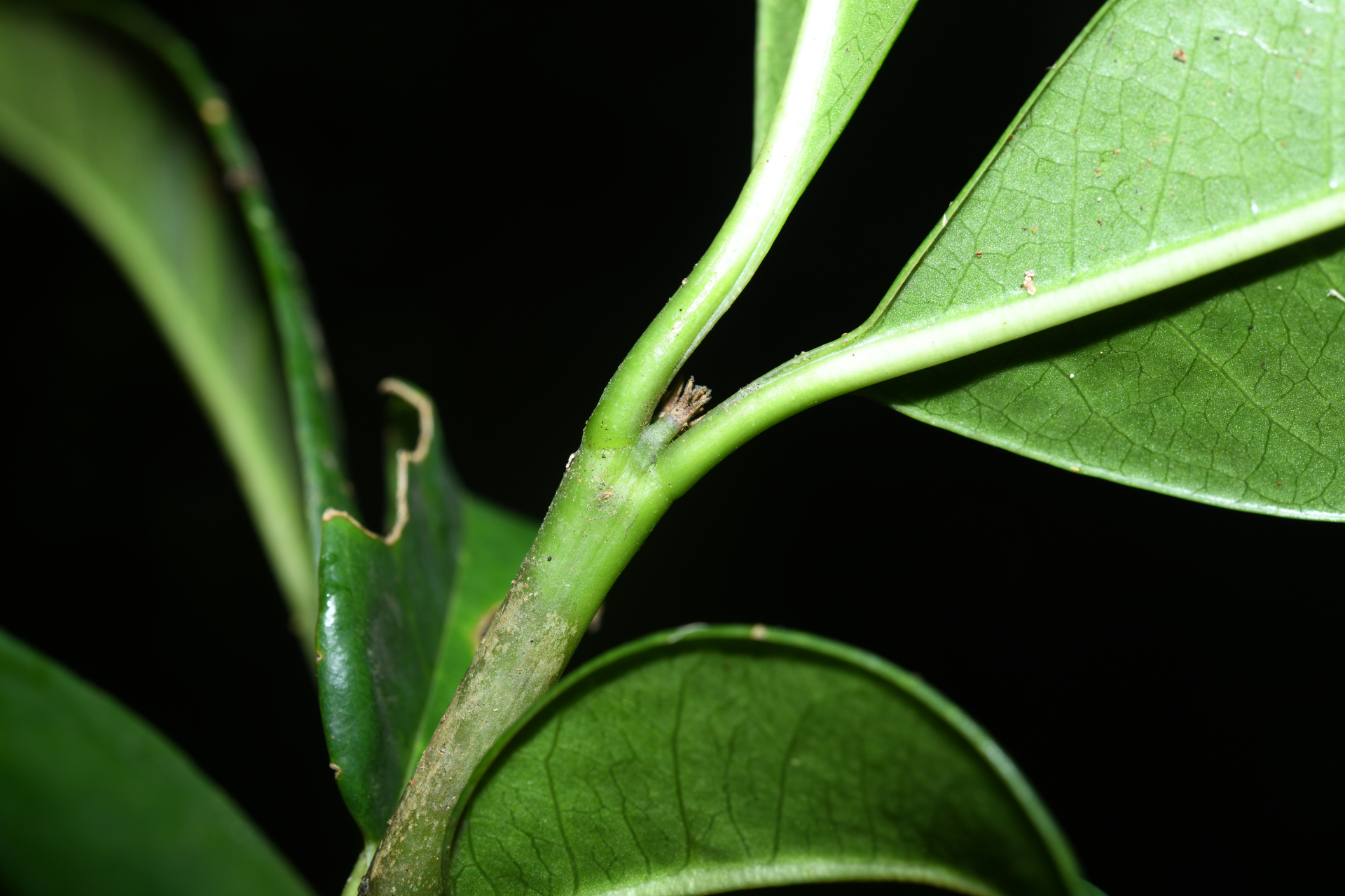 Rudgea citrifolia (Sw.) K.Schum. - Photo Bivouac Naturaliste