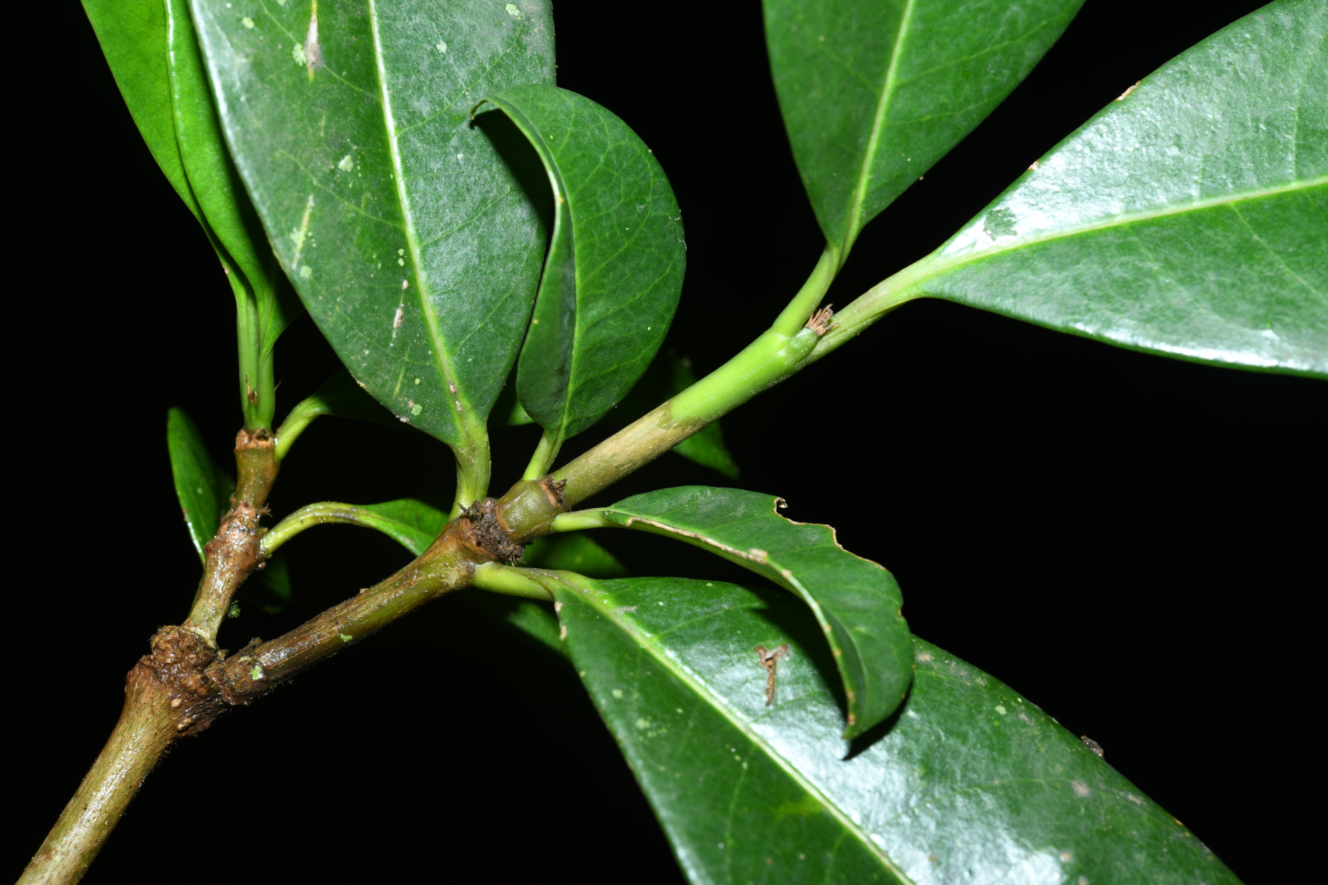 Rudgea citrifolia (Sw.) K.Schum. - Photo Bivouac Naturaliste