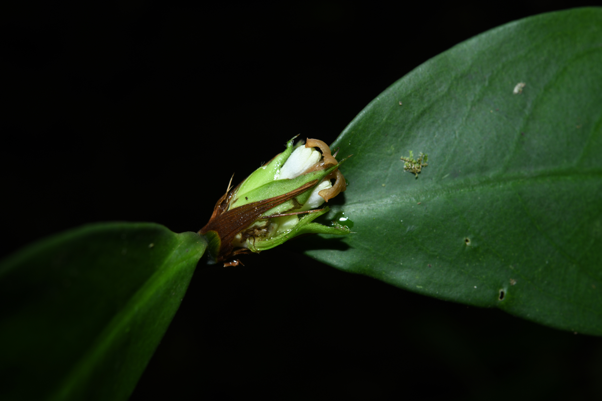 Rudgea pungens (Steyerm.) C.M.Taylor, Bruniera & Zappi - Photo Bivouac Naturaliste
