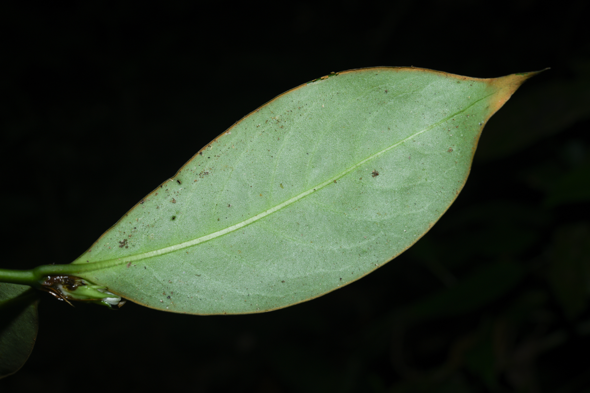 Rudgea pungens (Steyerm.) C.M.Taylor, Bruniera & Zappi - Photo Bivouac Naturaliste