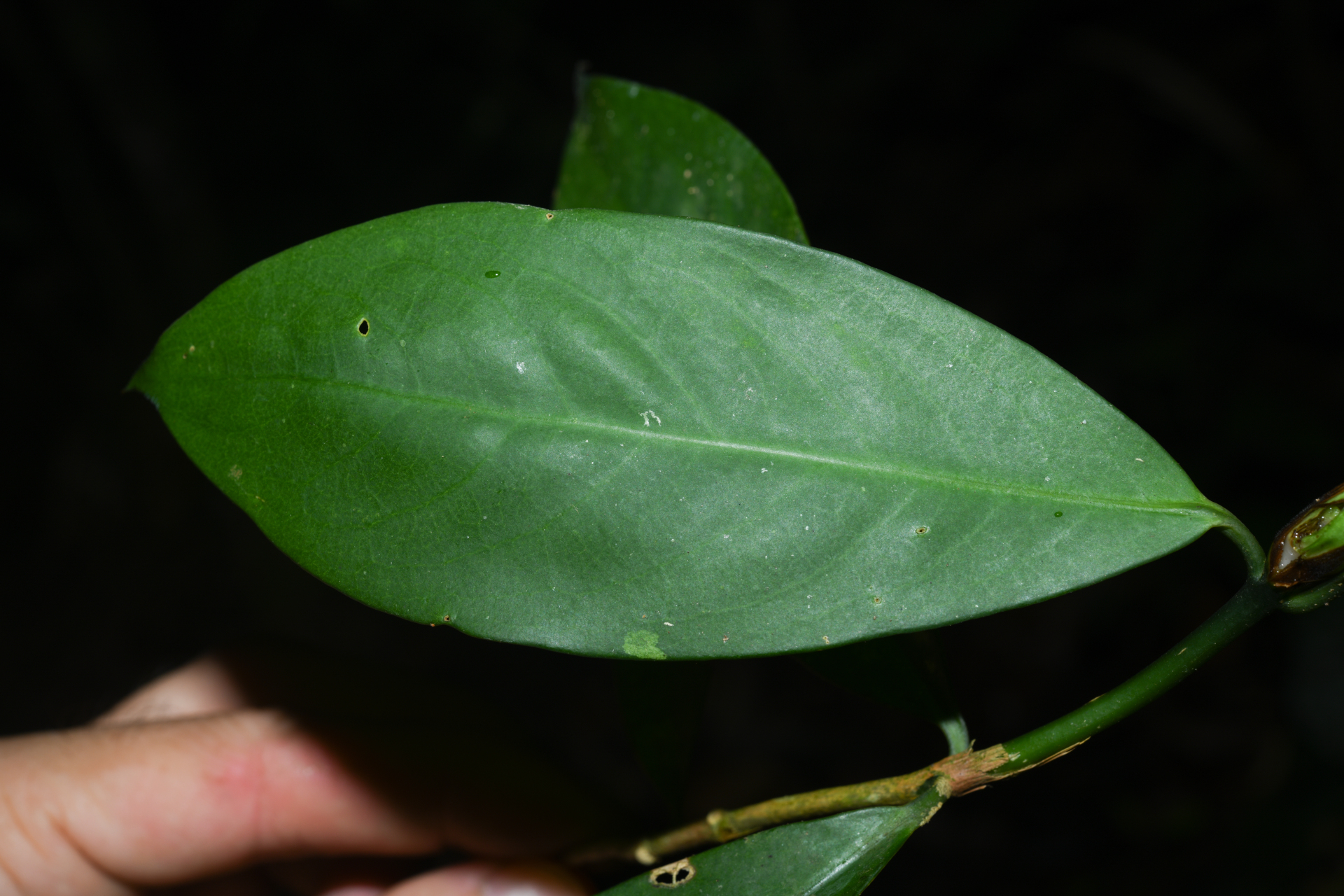 Rudgea pungens (Steyerm.) C.M.Taylor, Bruniera & Zappi - Photo Bivouac Naturaliste