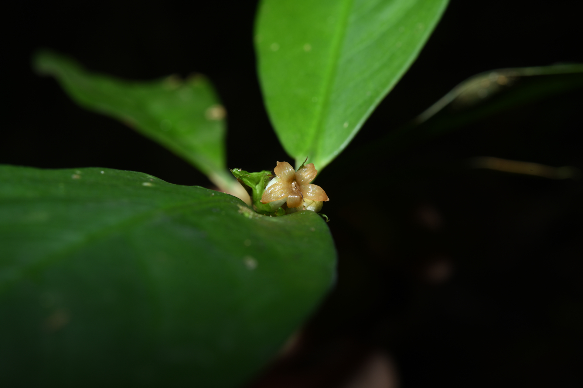 Rudgea pungens (Steyerm.) C.M.Taylor, Bruniera & Zappi - Photo Bivouac Naturaliste