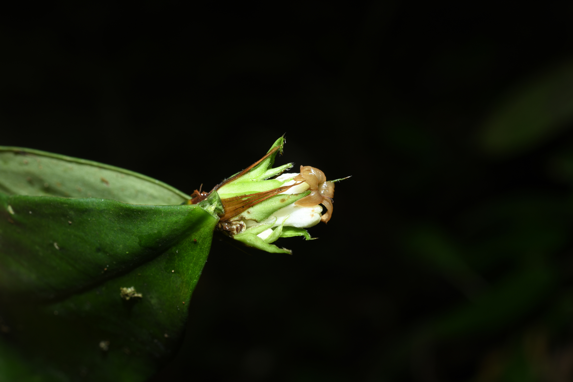 Rudgea pungens (Steyerm.) C.M.Taylor, Bruniera & Zappi - Photo Bivouac Naturaliste