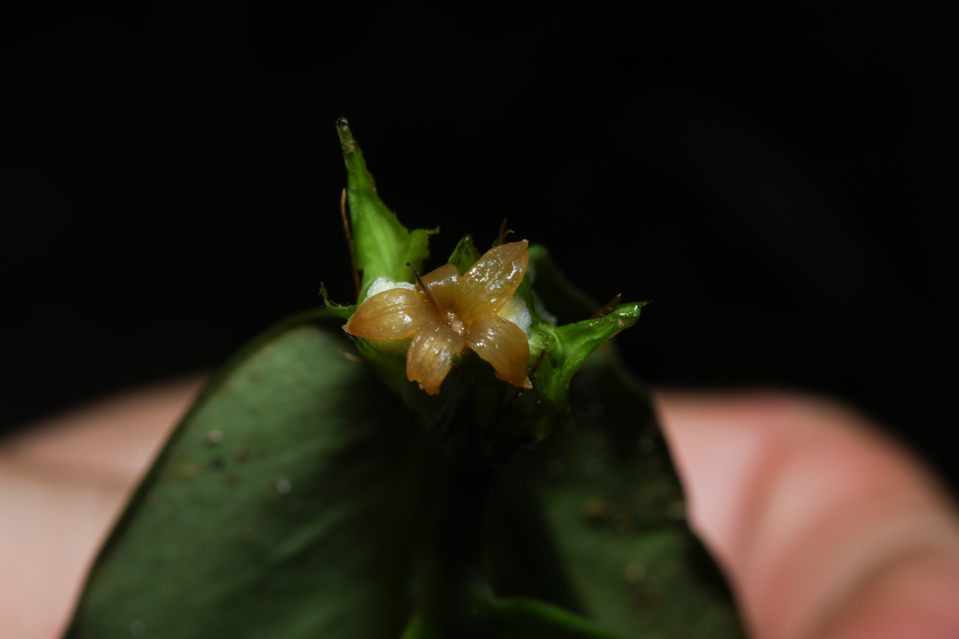 Rudgea pungens (Steyerm.) C.M.Taylor, Bruniera & Zappi - Photo Bivouac Naturaliste