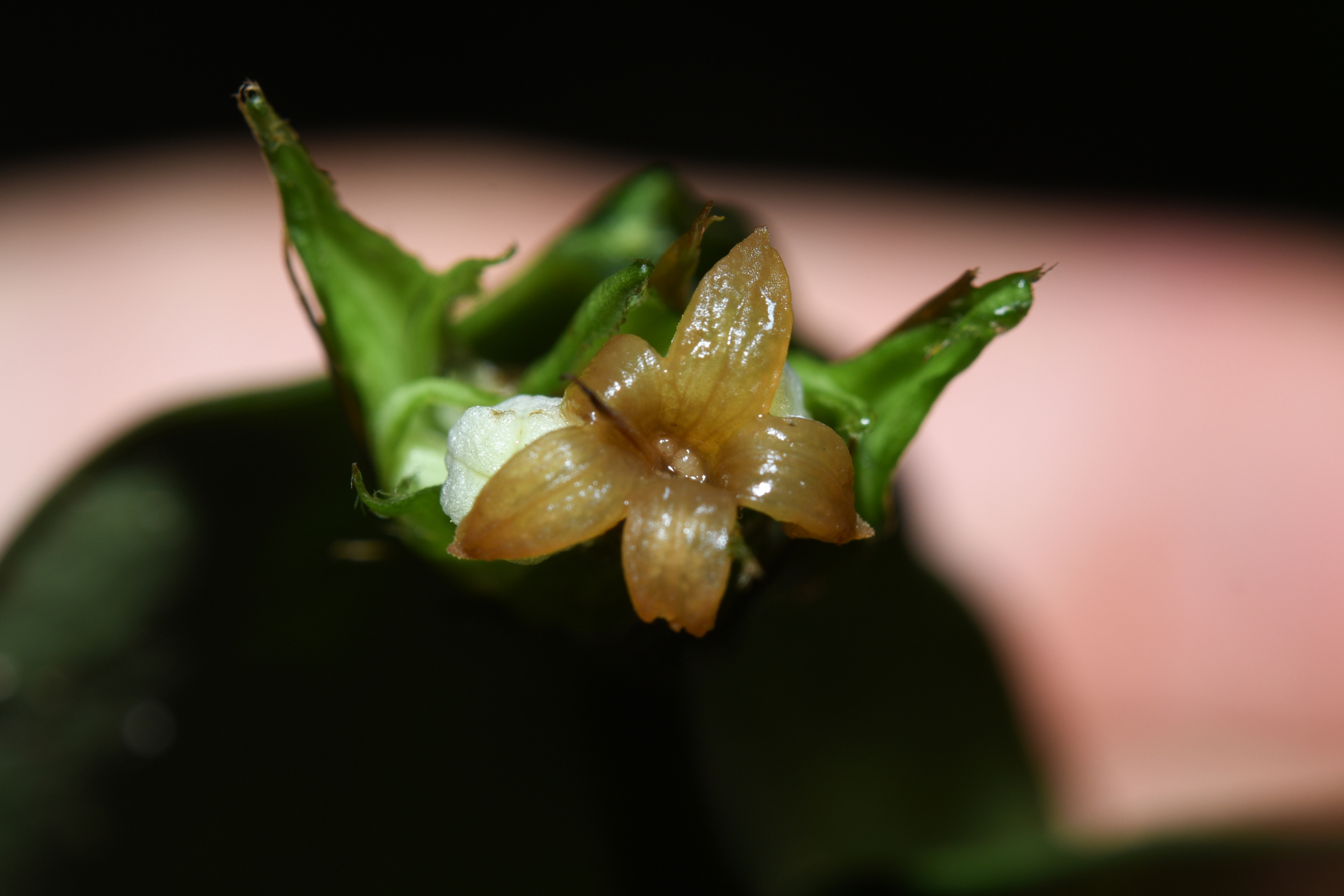 Rudgea pungens (Steyerm.) C.M.Taylor, Bruniera & Zappi - Photo Bivouac Naturaliste