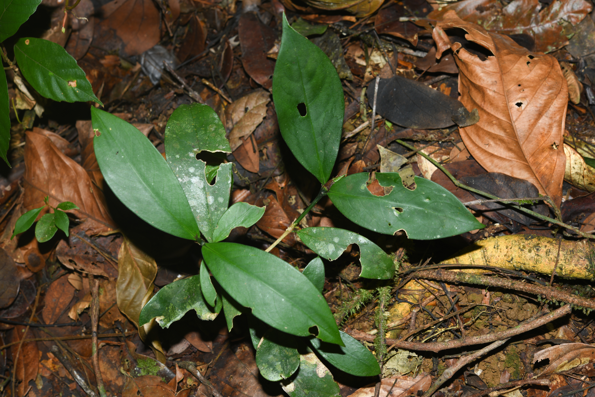 Rudgea pungens (Steyerm.) C.M.Taylor, Bruniera & Zappi - Photo Bivouac Naturaliste
