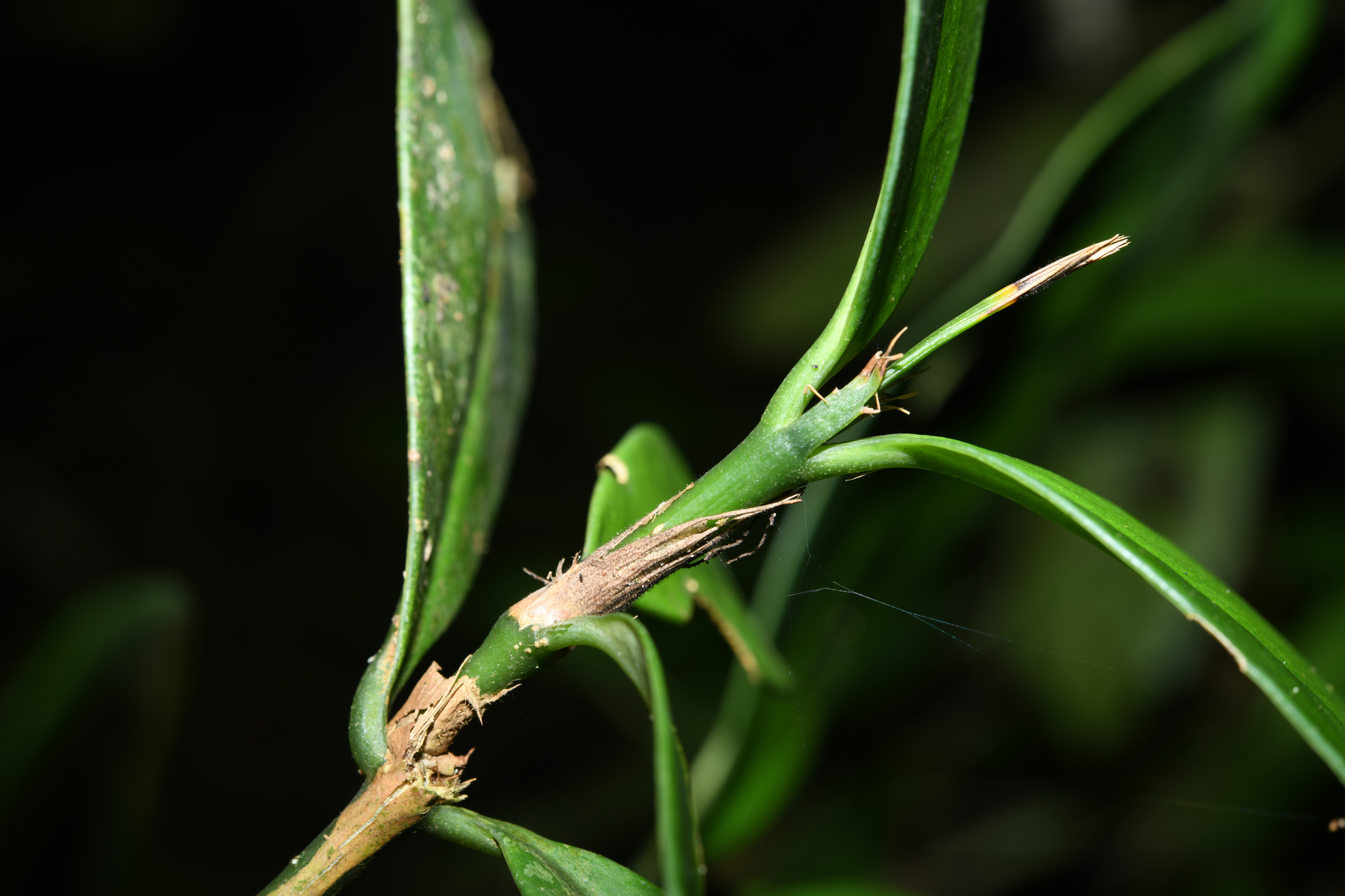 Rudgea pungens (Steyerm.) C.M.Taylor, Bruniera & Zappi - Photo Bivouac Naturaliste
