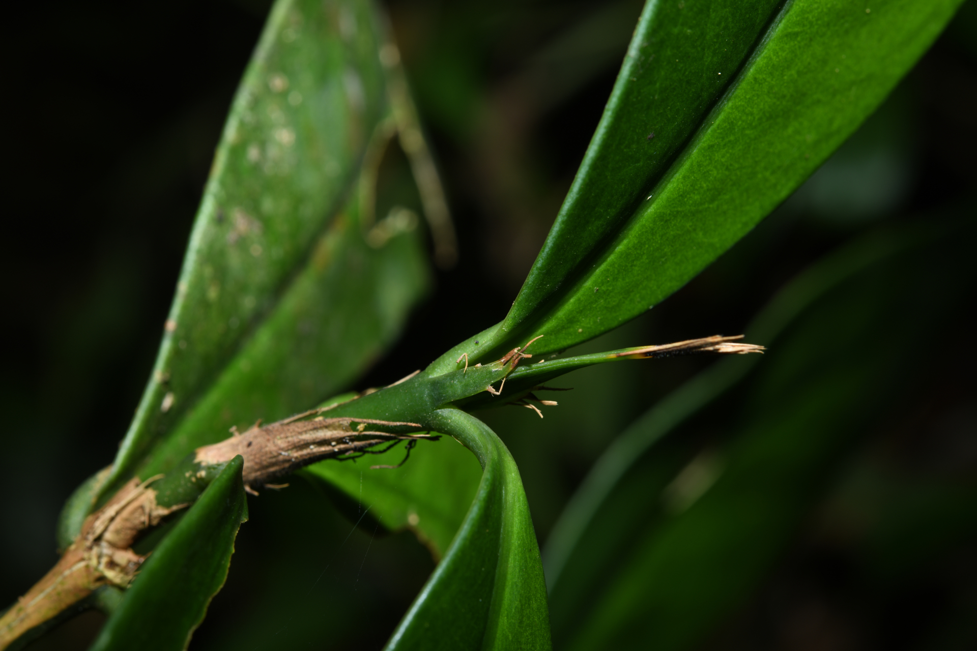 Rudgea pungens (Steyerm.) C.M.Taylor, Bruniera & Zappi - Photo Bivouac Naturaliste