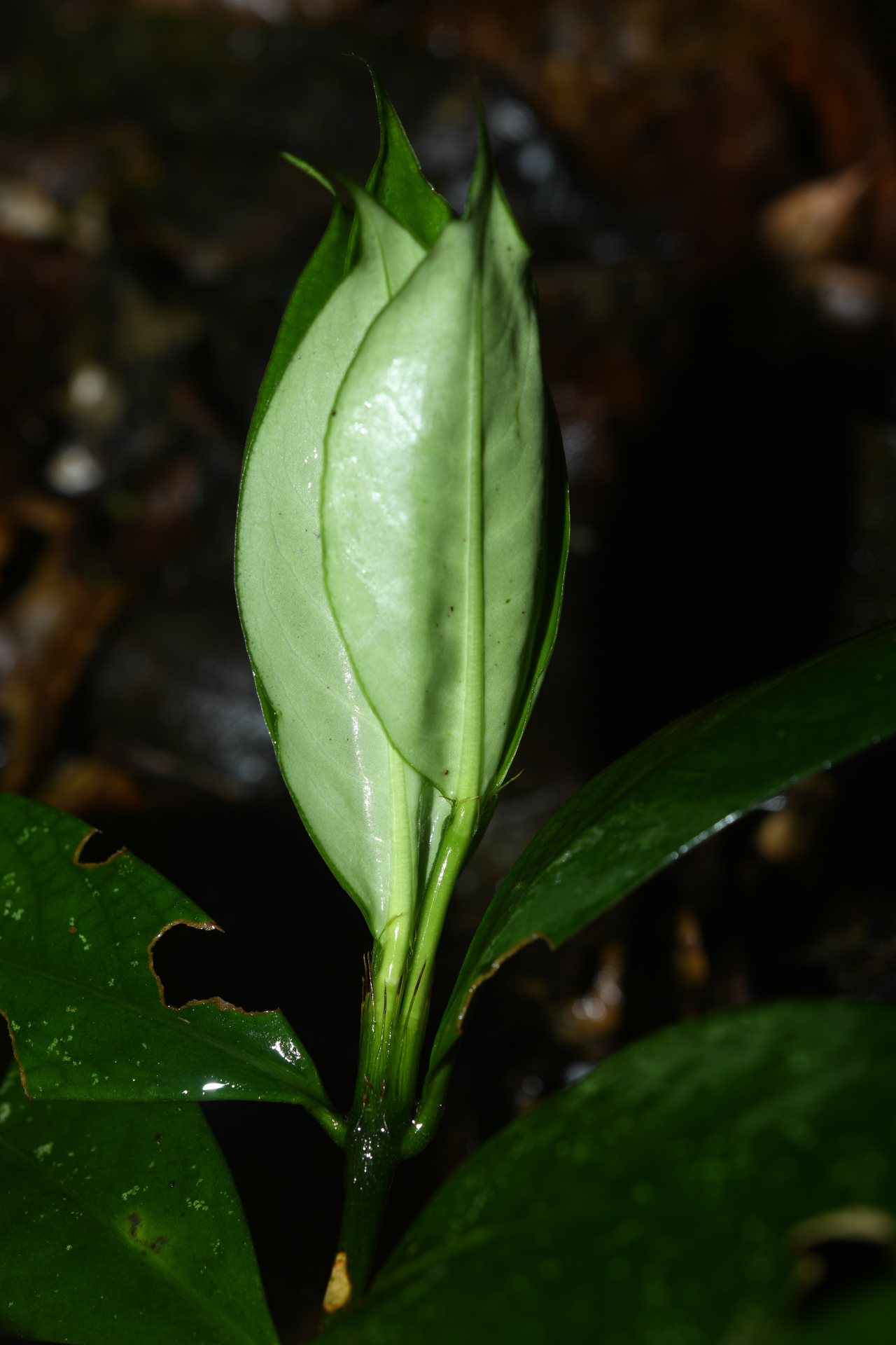 Rudgea pungens (Steyerm.) C.M.Taylor, Bruniera & Zappi - Photo Bivouac Naturaliste