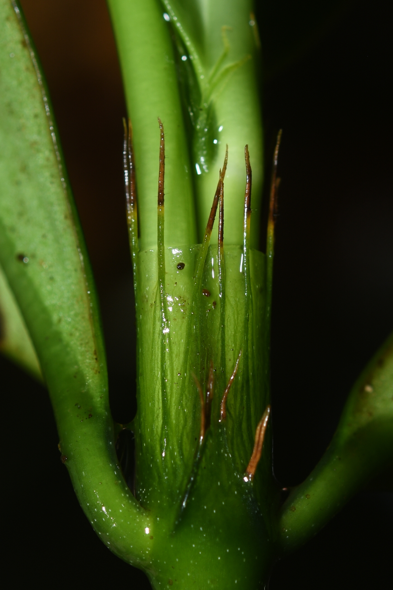 Rudgea pungens (Steyerm.) C.M.Taylor, Bruniera & Zappi - Photo Bivouac Naturaliste