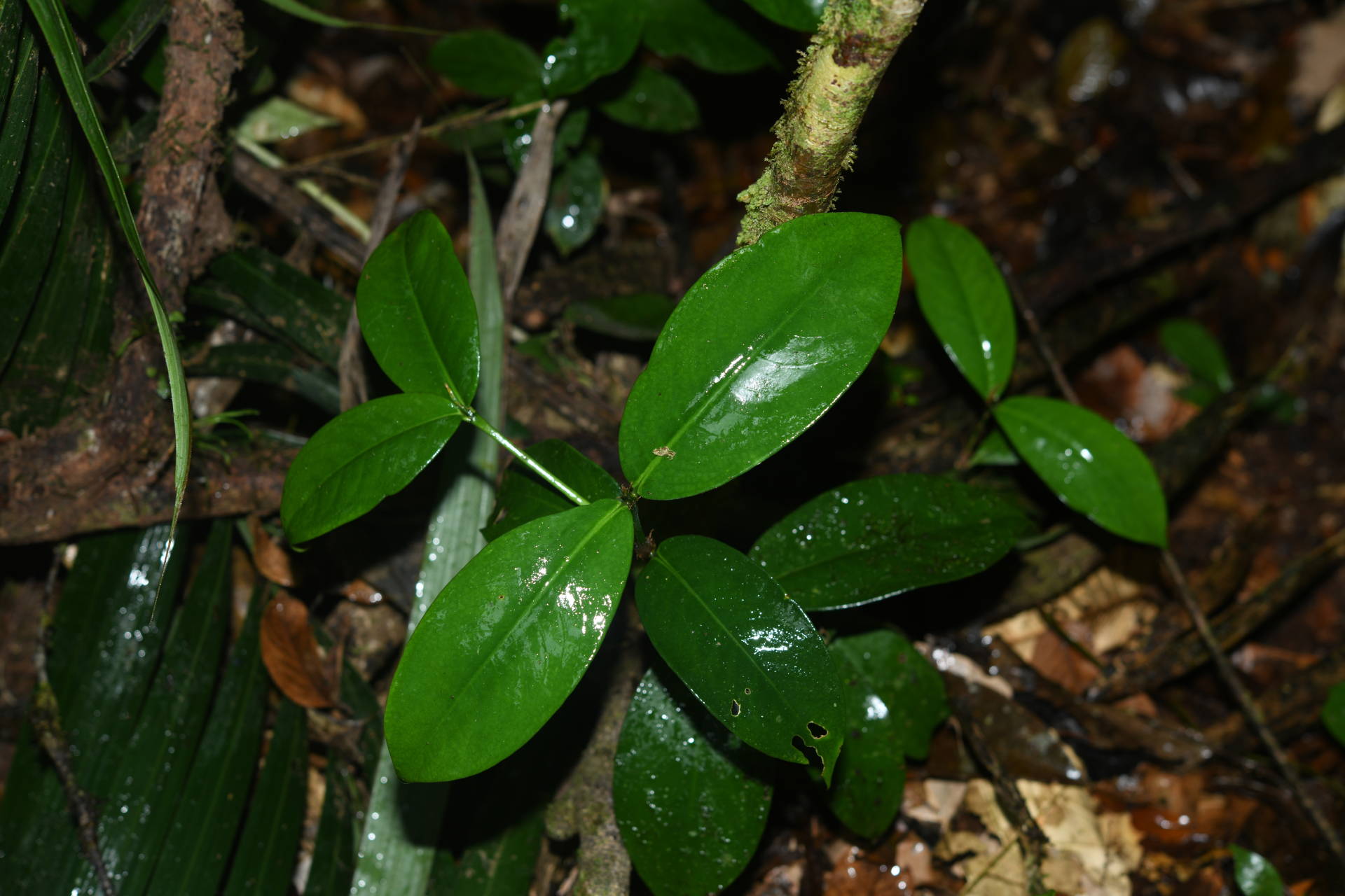 Rudgea pungens (Steyerm.) C.M.Taylor, Bruniera & Zappi - Photo Bivouac Naturaliste