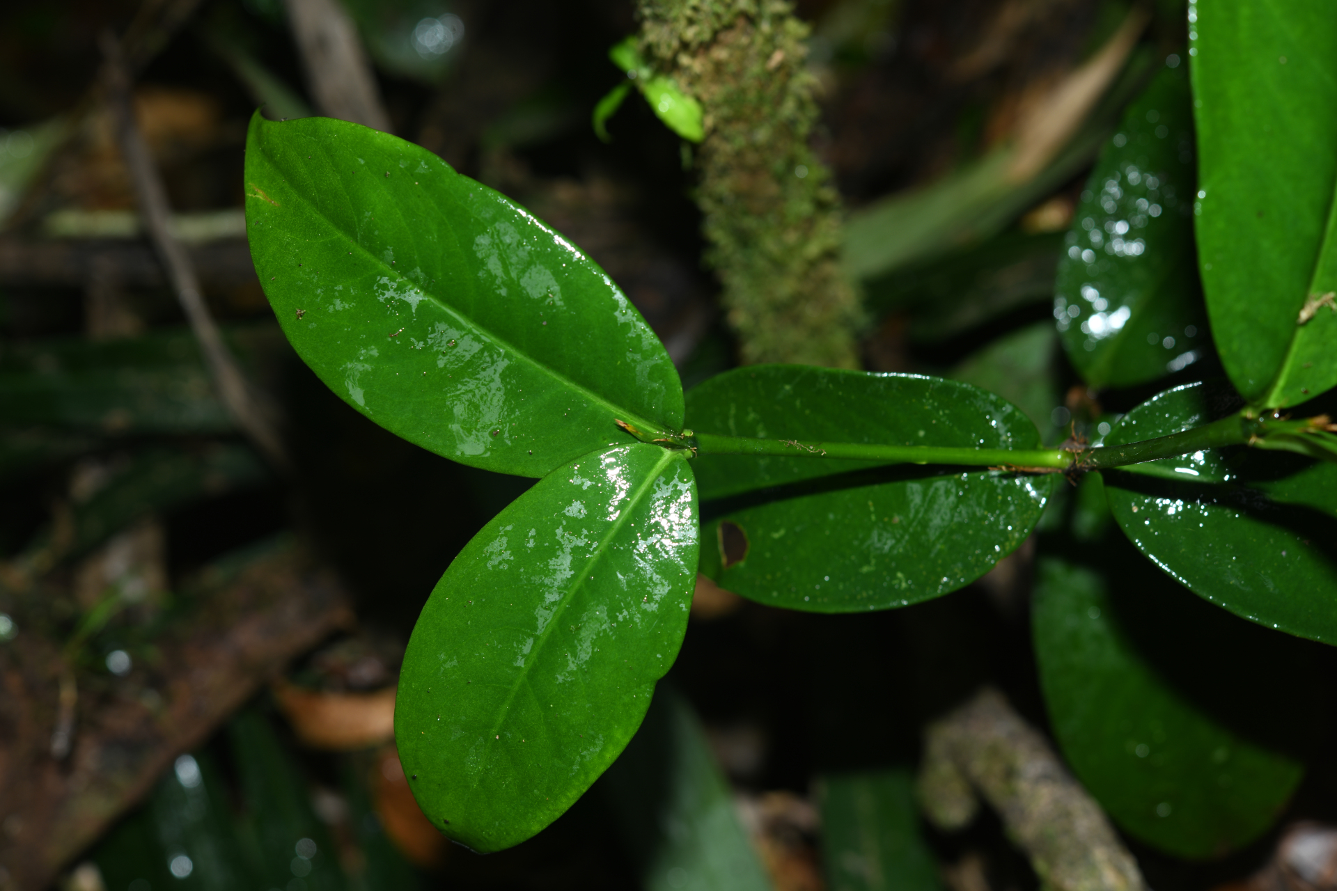 Rudgea pungens (Steyerm.) C.M.Taylor, Bruniera & Zappi - Photo Bivouac Naturaliste