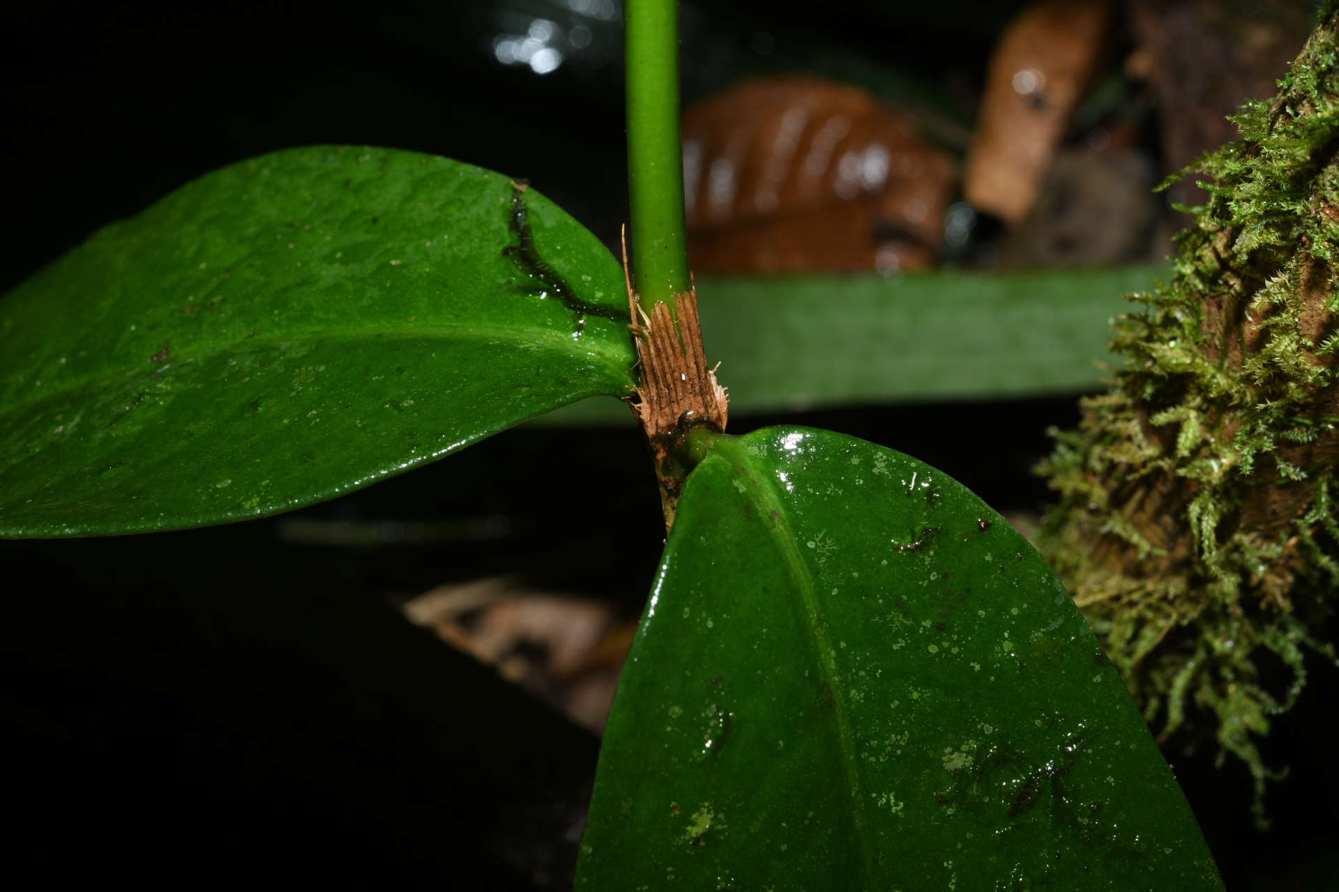 Rudgea pungens (Steyerm.) C.M.Taylor, Bruniera & Zappi - Photo Bivouac Naturaliste
